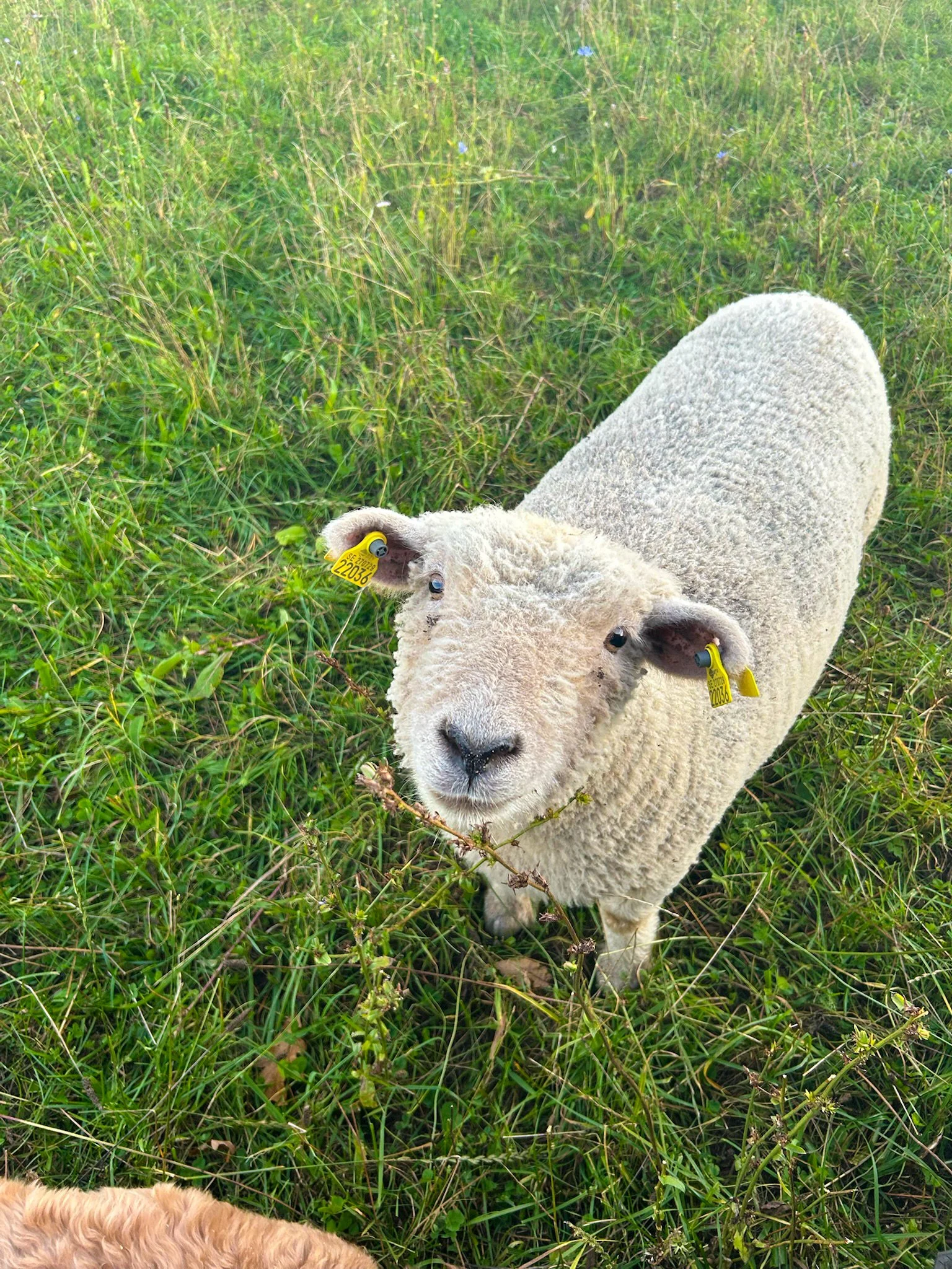En närbild av ett får med ulligt, vitt päls, som står i högt gräs på en grön äng, tittar direkt mot kameran.
