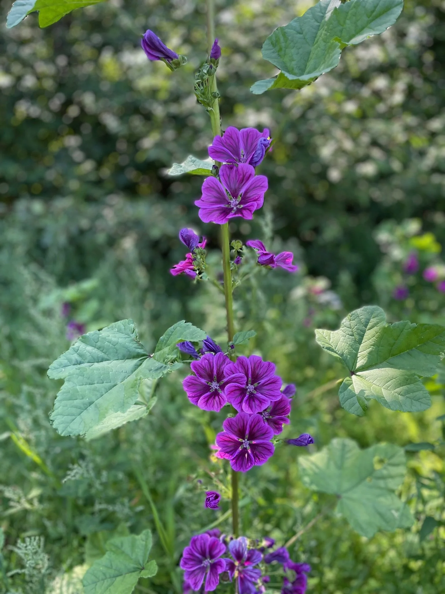 En hög växt med blålila blommor och gröna blad.