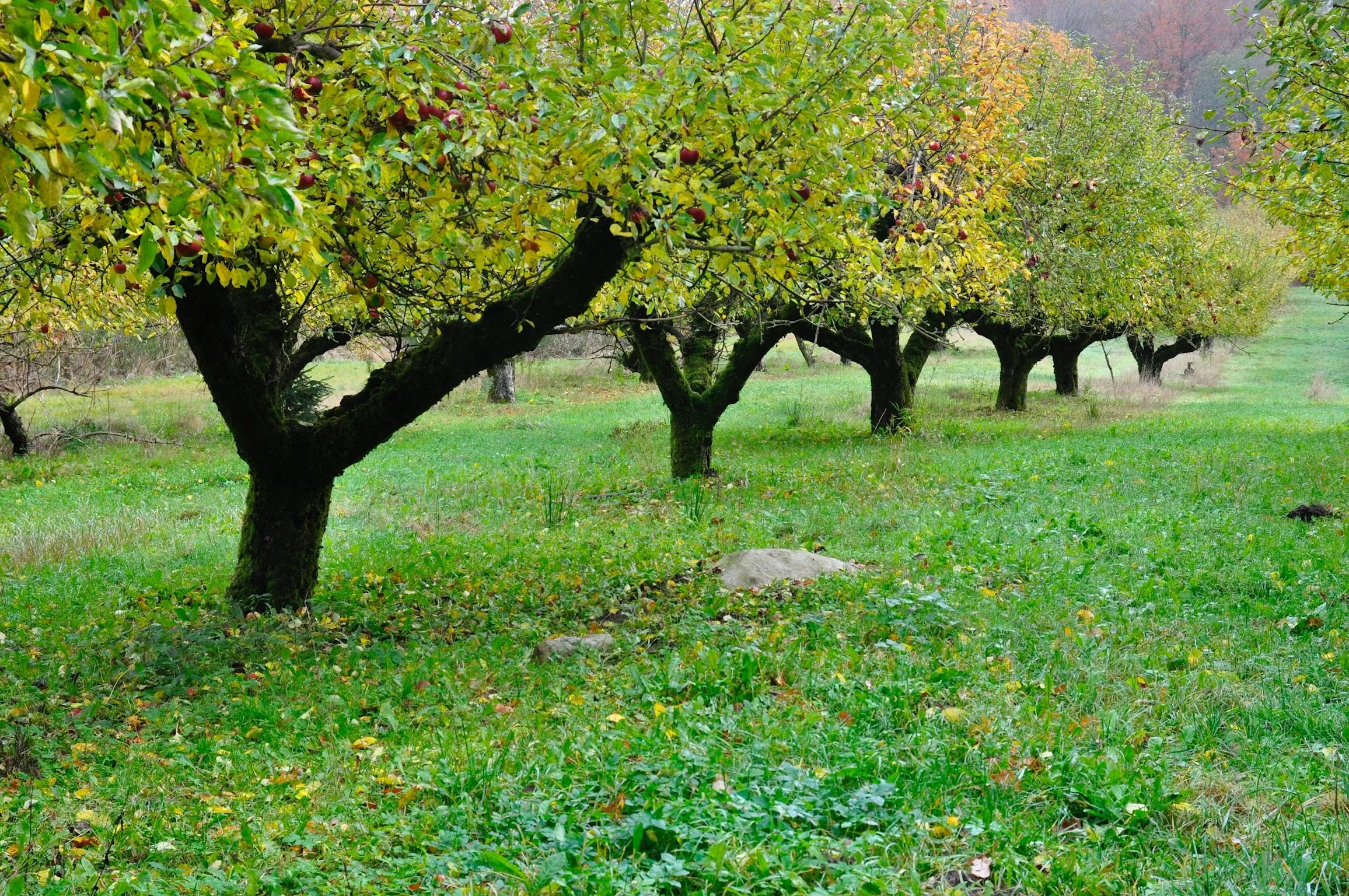 Rader av äppelträd i höstgynnad trädgård, med grönt gräs och löv på marken.