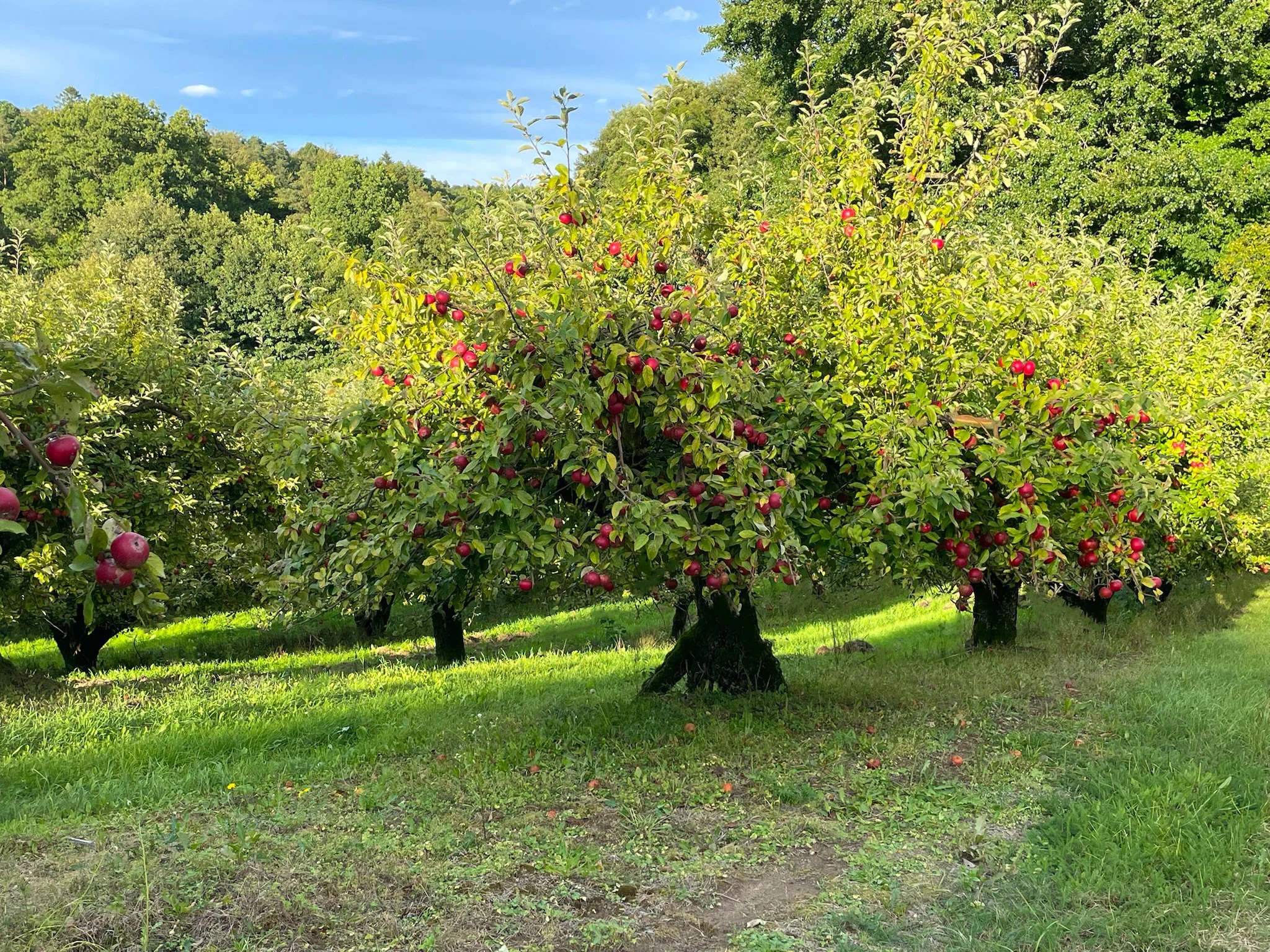 Äppelträd med röda frukter i ett äppellandskap, grönt gräs och en blå himmel.