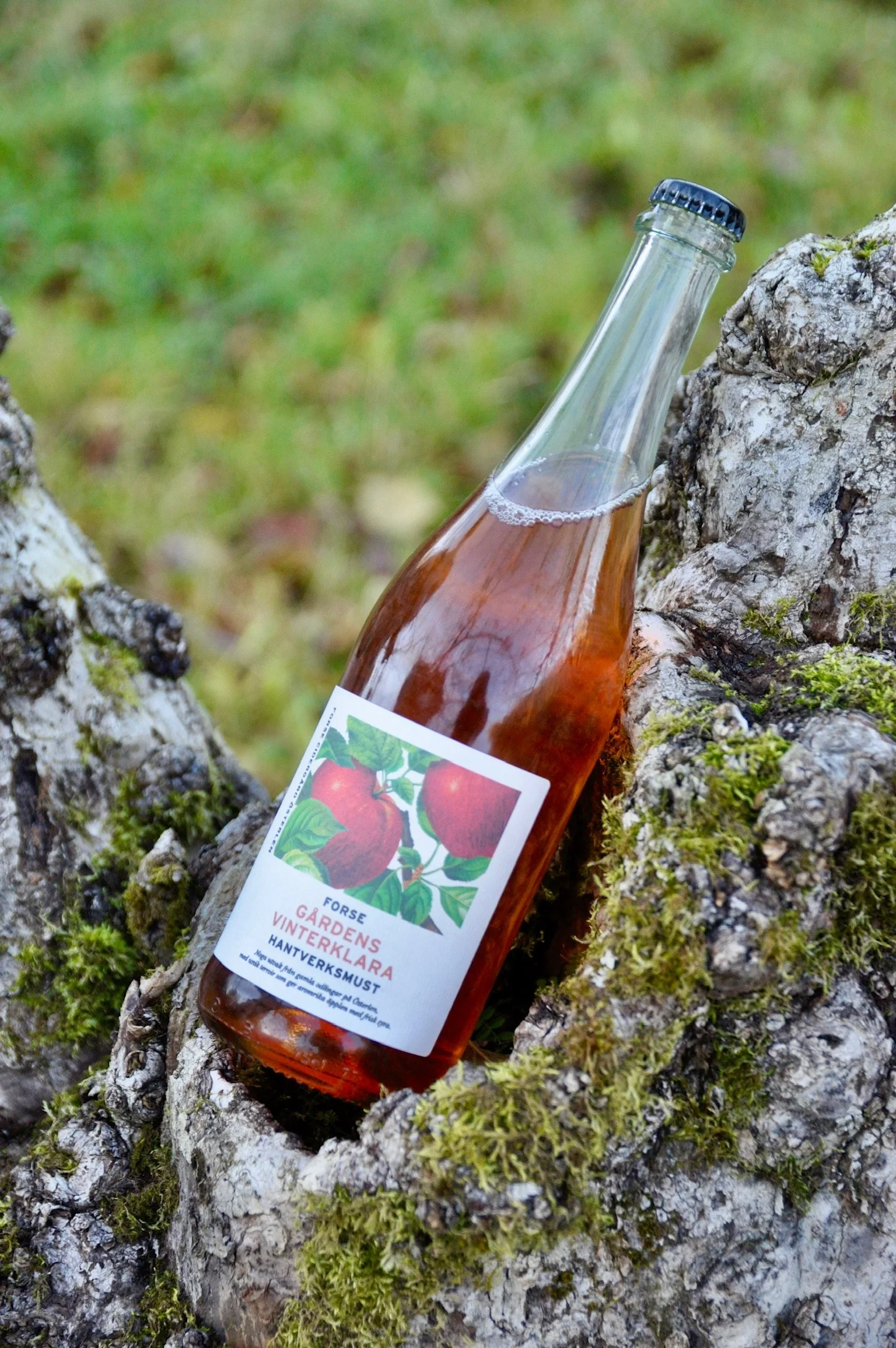 En glasflaska med äppeldryck vilande på en trädstam, omgiven av mossa.