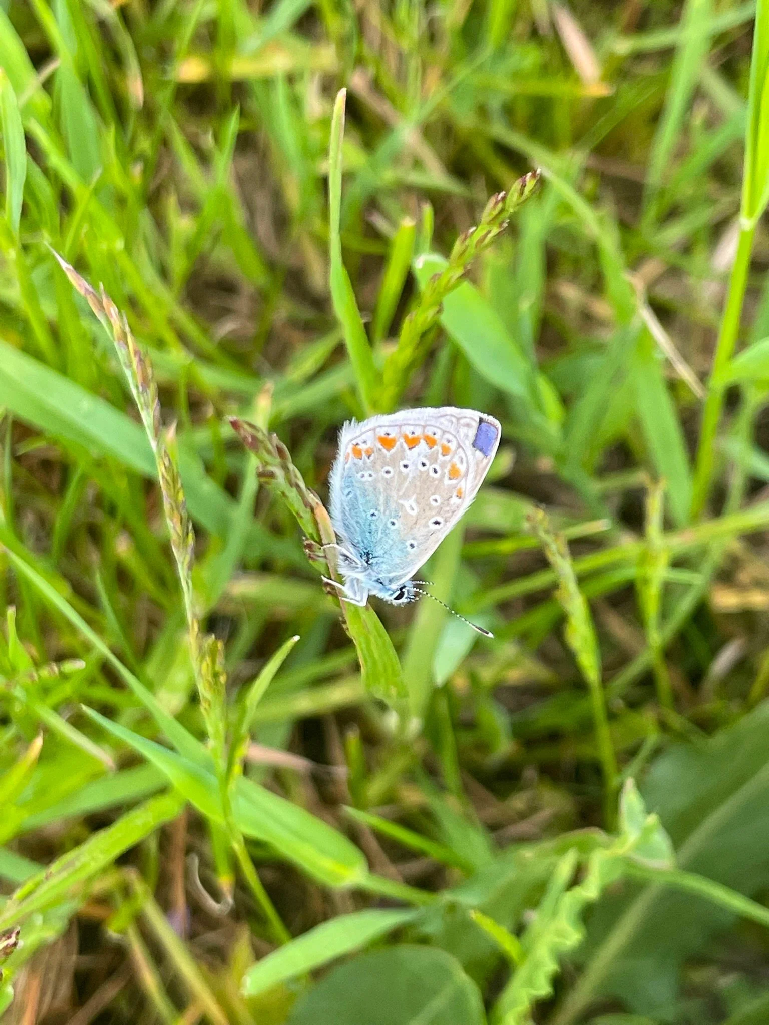 En liten ljusblå fjäril på grässtrå, omgiven av grönt gräs.