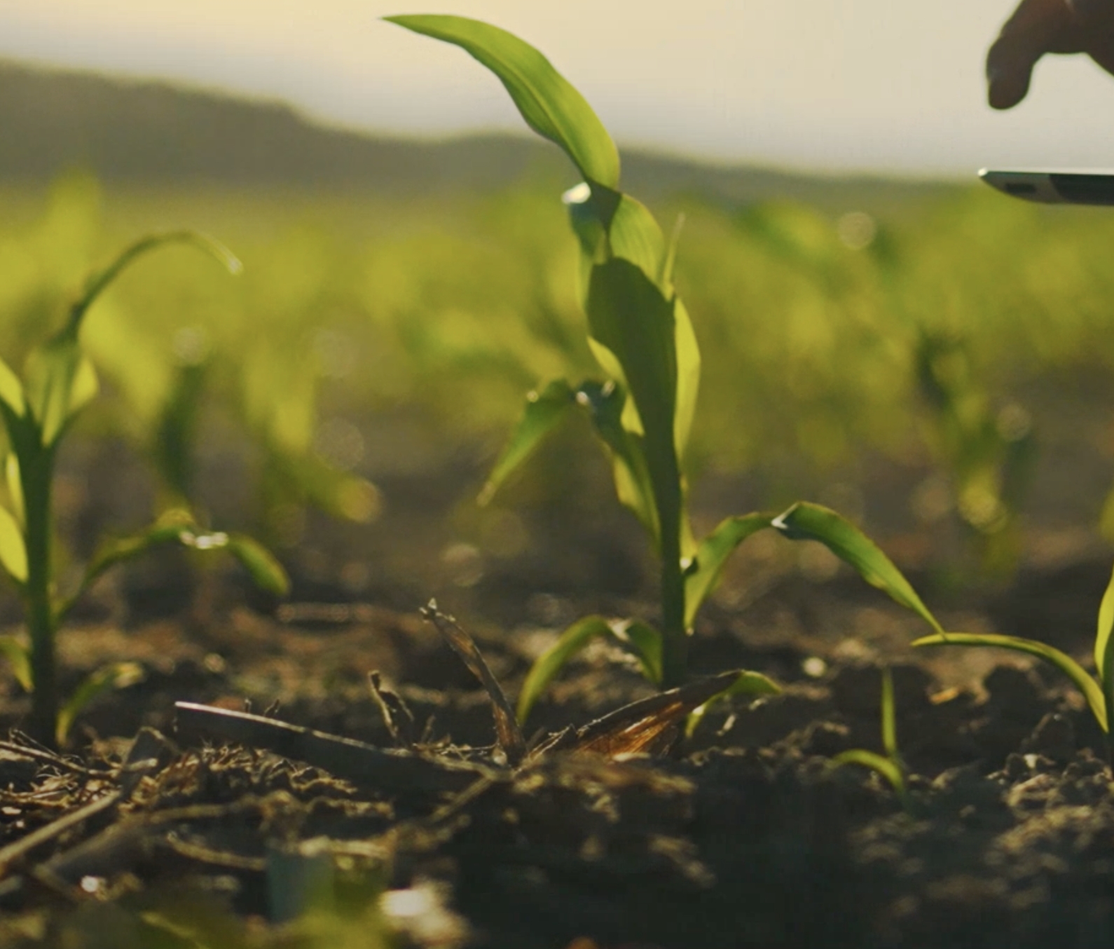 Young corn plants growing in soil, with the sunlight illuminating their green leaves.