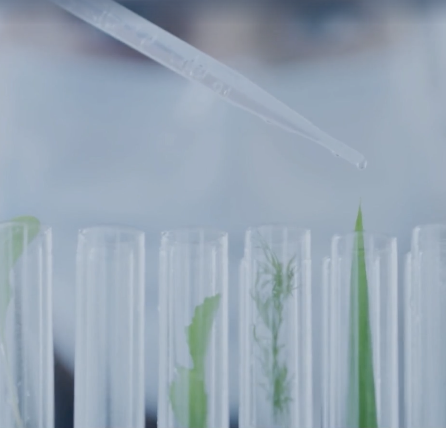 A close-up of a pipette transferring liquid into a test tube with plants growing inside.