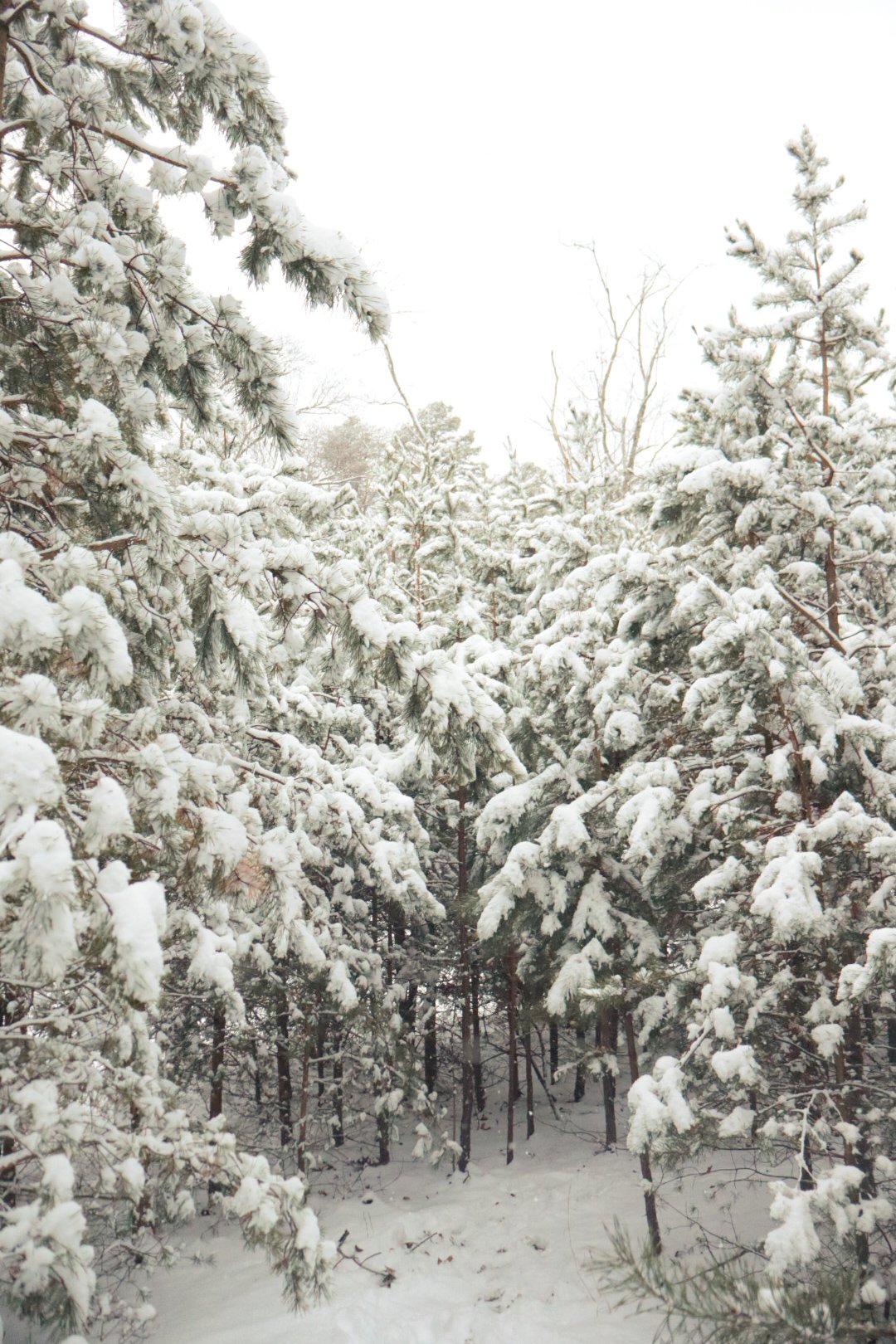 A Love Letter to January