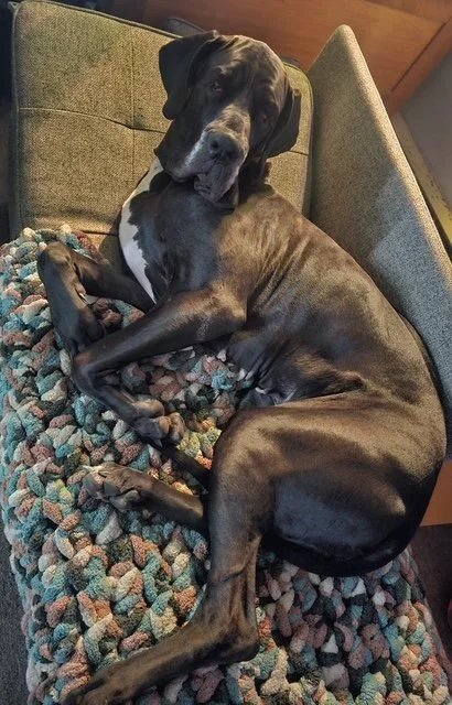 Large black and white Great Dane dog lying on a patterned blanket on a couch, with one eye closed and resting in a relaxed position.