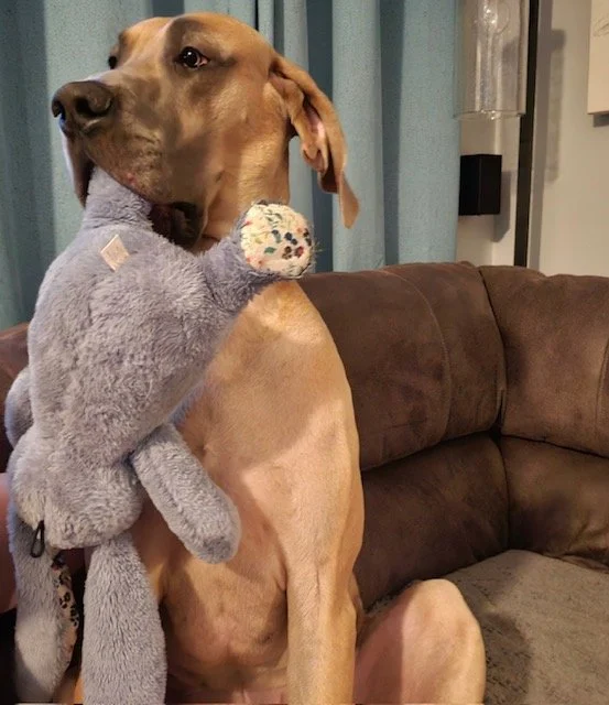 A large tan dog with a black nose sitting on a couch in front of a blue curtain, with a gray plush stuffed animal held in its front legs.