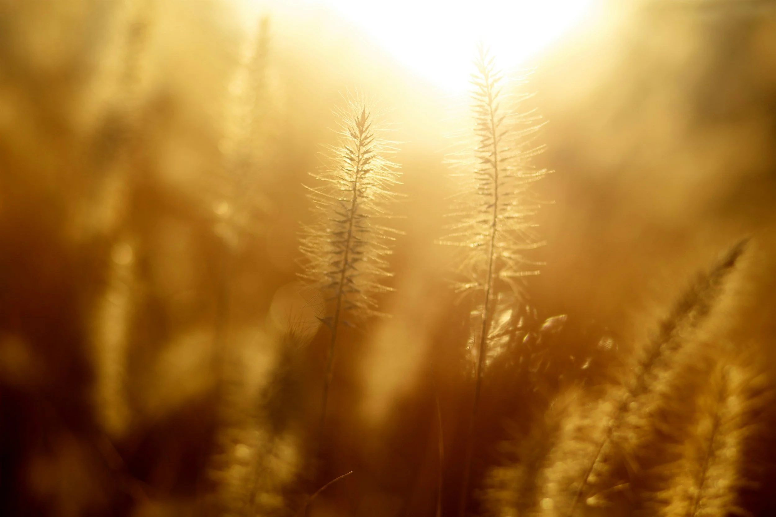 Close-up of tall, feathery grass stalks in a golden field, illuminated by bright sunlight, creating a warm, backlit scene.