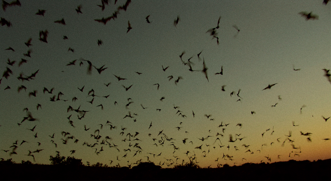 Screenshot 2025-11-20 at 6.11.09 p.m..png