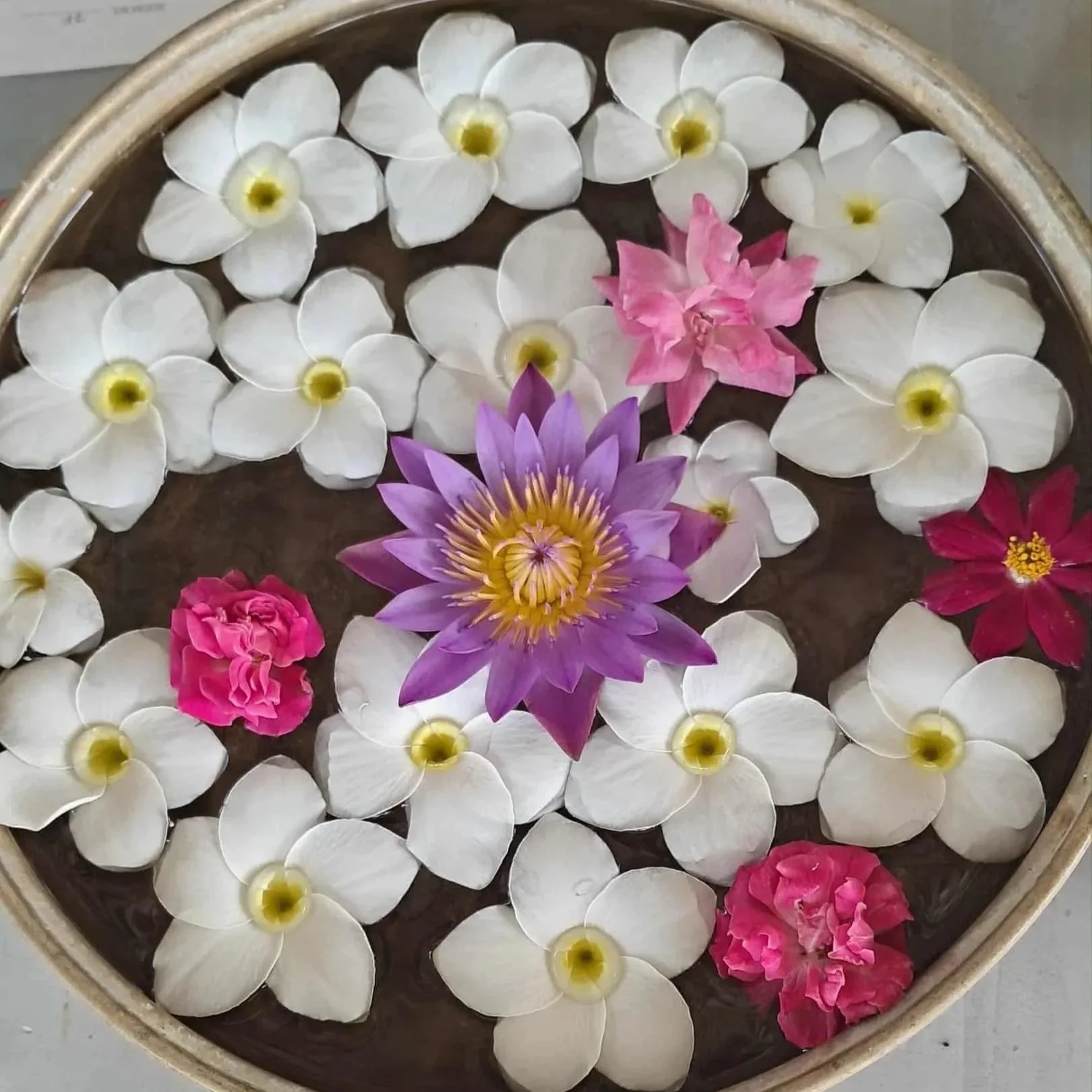Různé plovoucí květiny – bílé, růžové a fialové květy v misce s vodou – inspirace pro ájurvédské rituály, relaxaci a wellness pobyt.