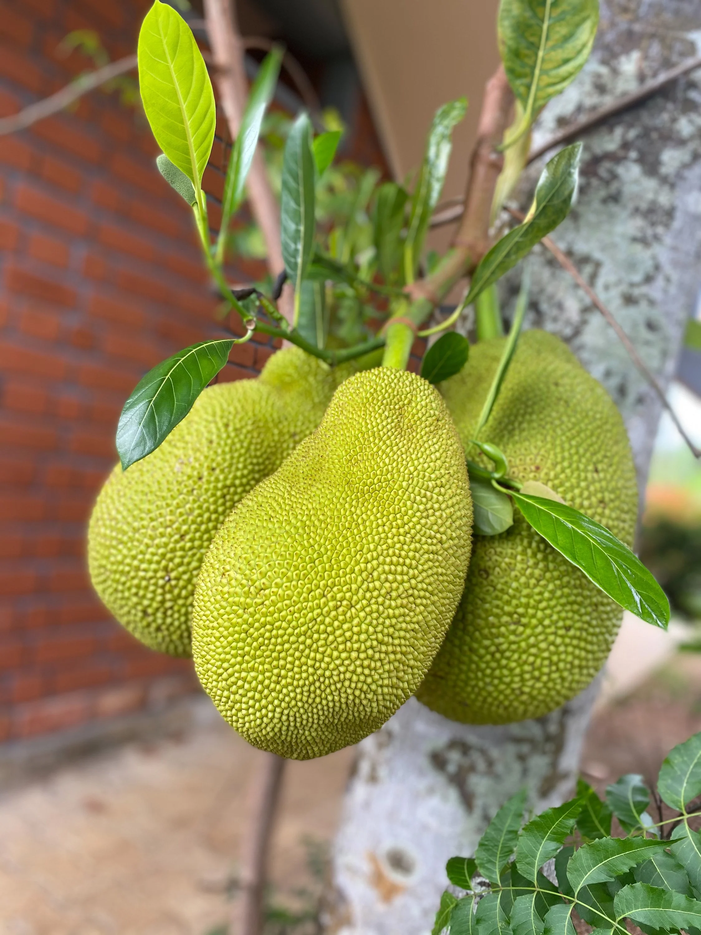Nezralé jackfruity visící na stromě se zelenými listy, v pozadí cihlová zeď a beton – inspirace pro tropickou zahradu a ájurvédské wellness prostředí.
