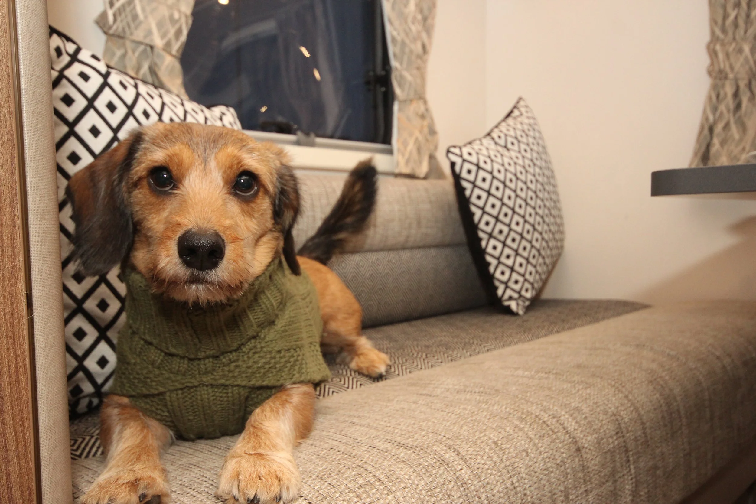 A small dog with brown and black fur and expressive eyes, wearing a green sweater, lying on a beige sofa with patterned pillows in a cozy living room with a window and curtains in the background.