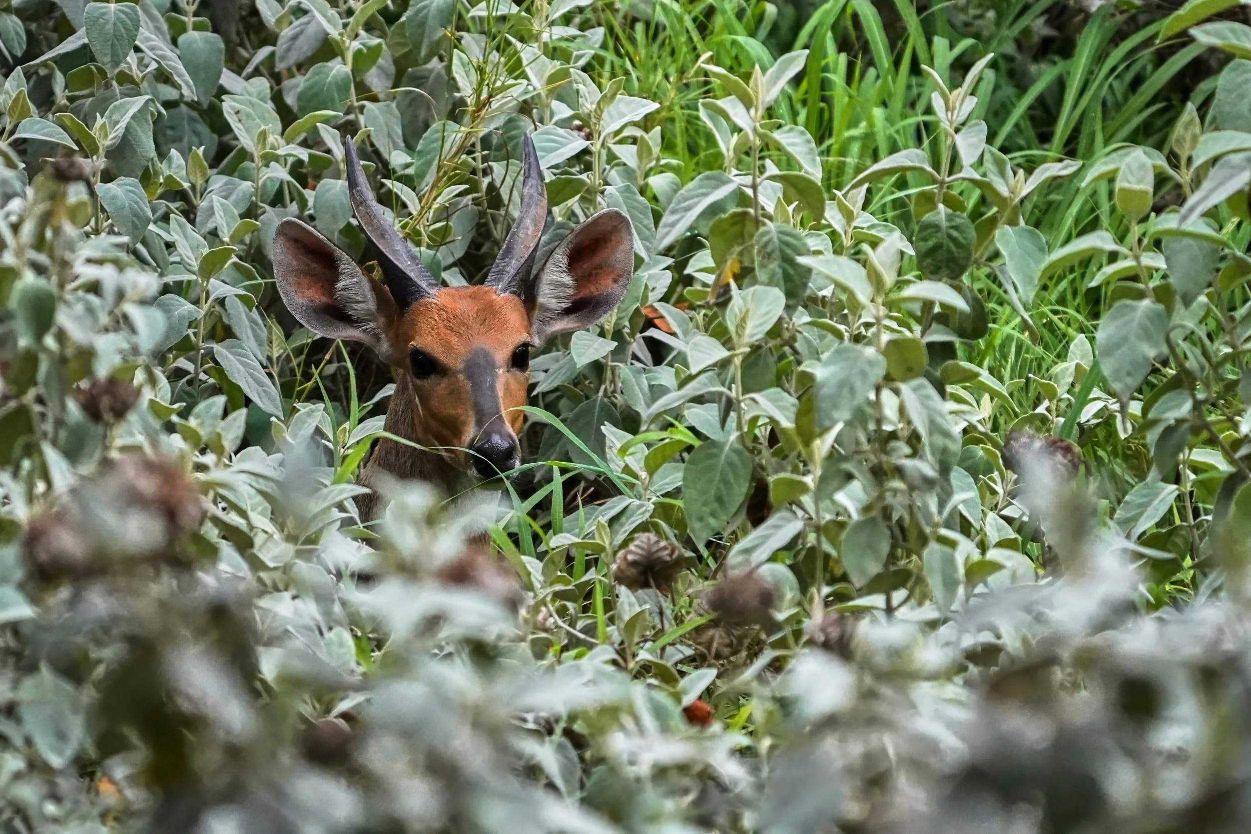 Buschbock (wird seinem Namen gerecht)