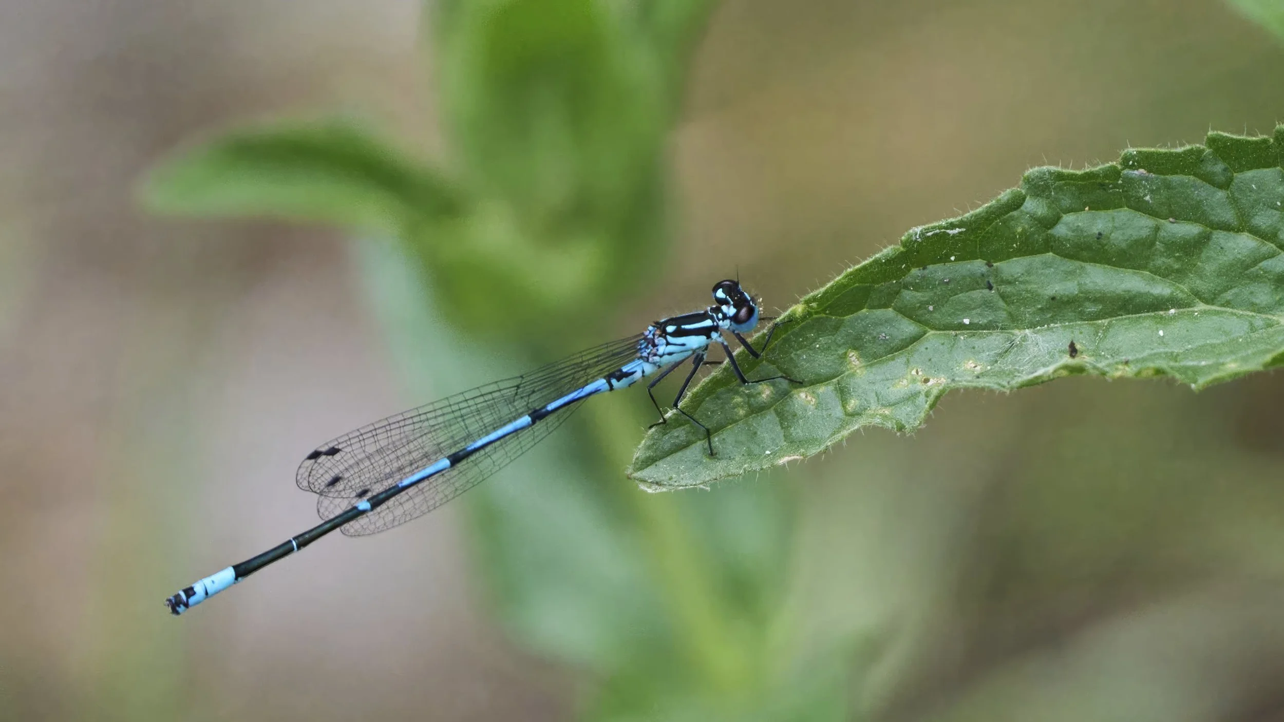 Fledermaus Azurjungfer