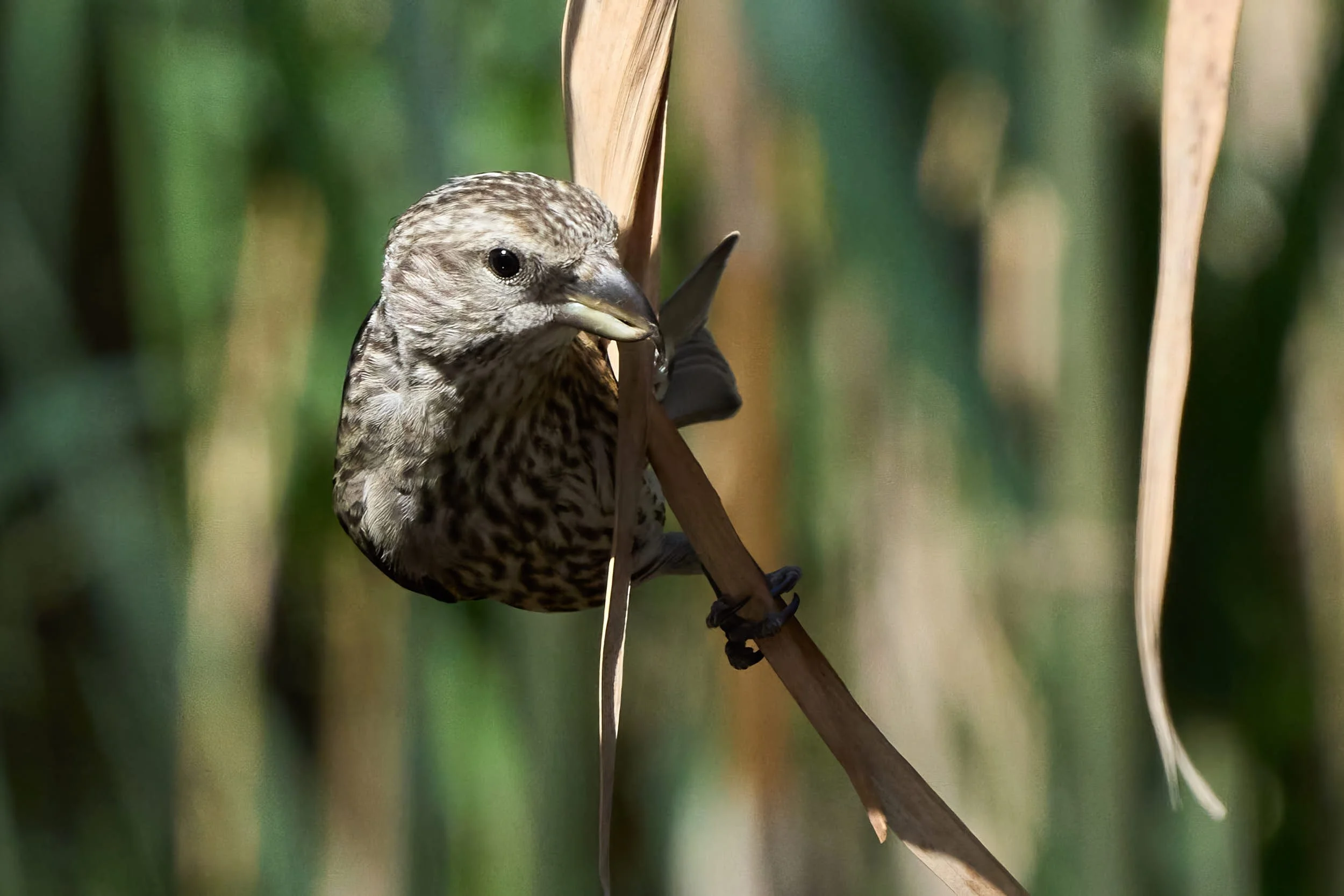 Fichtenkreuzschnabel