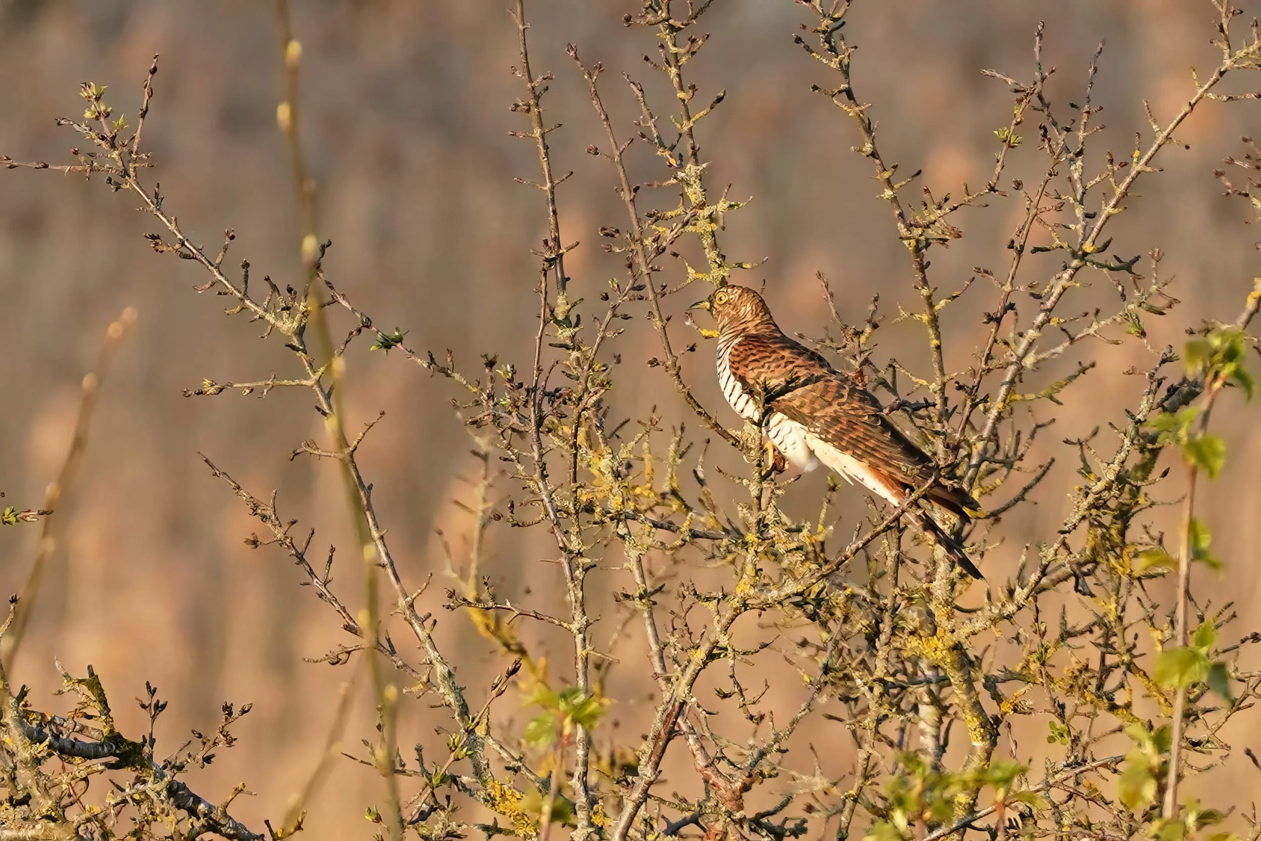 Kuckuck (braune Morphe)