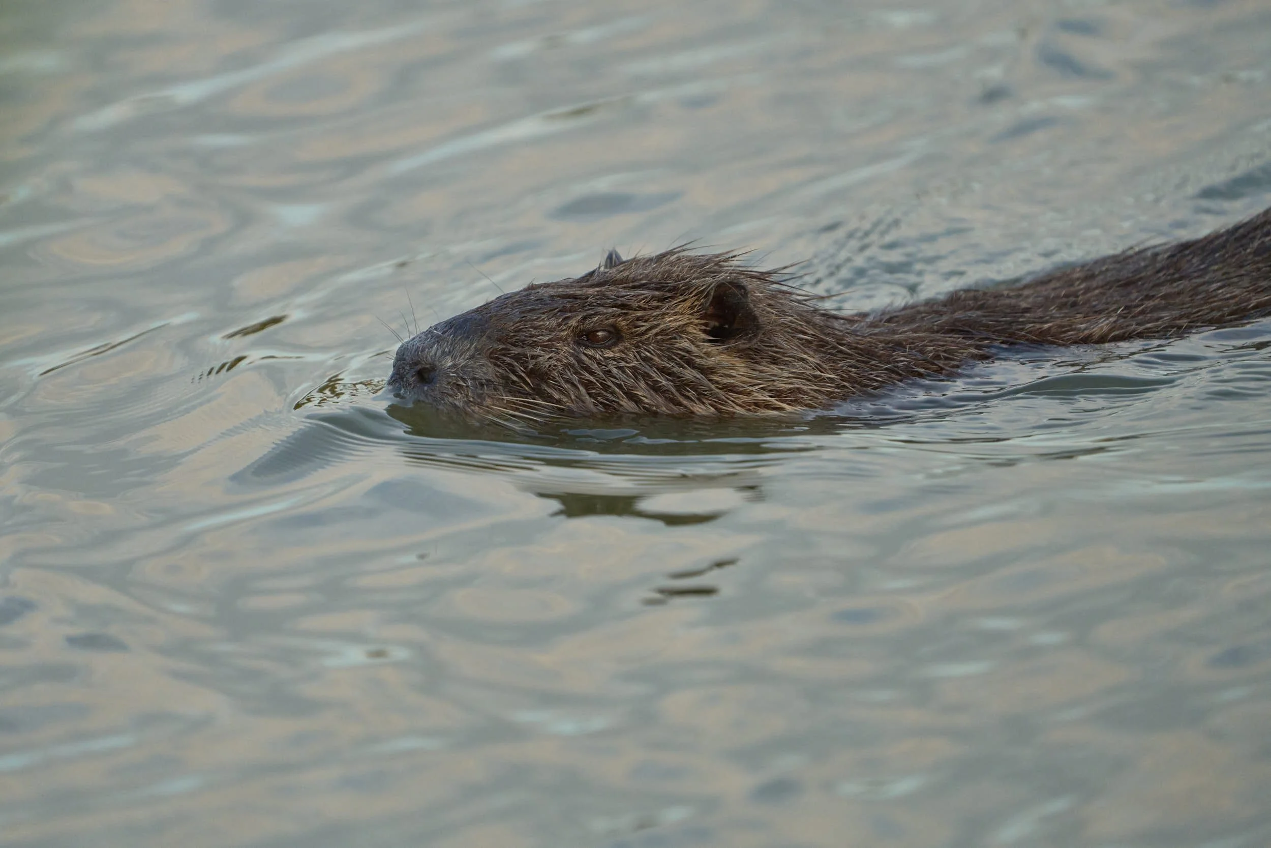 Nutria