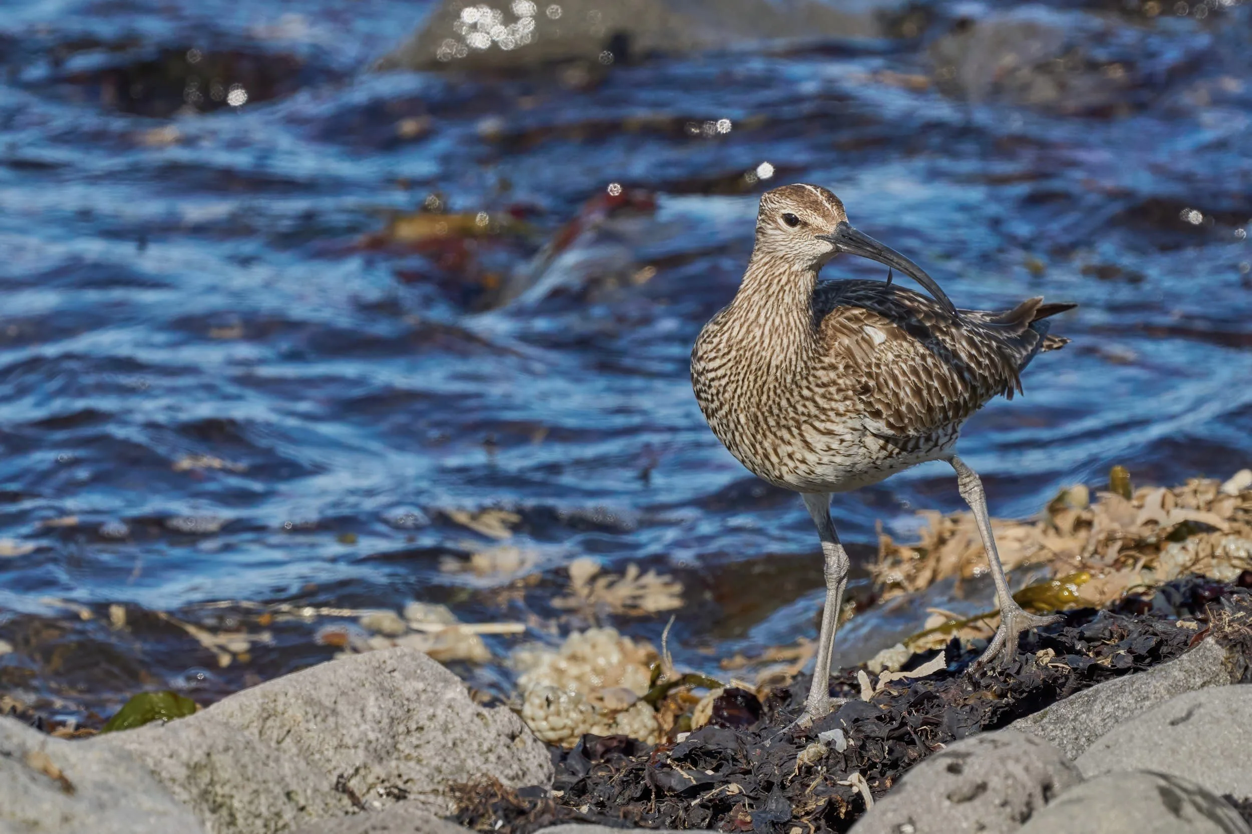 Regenbrachvogel