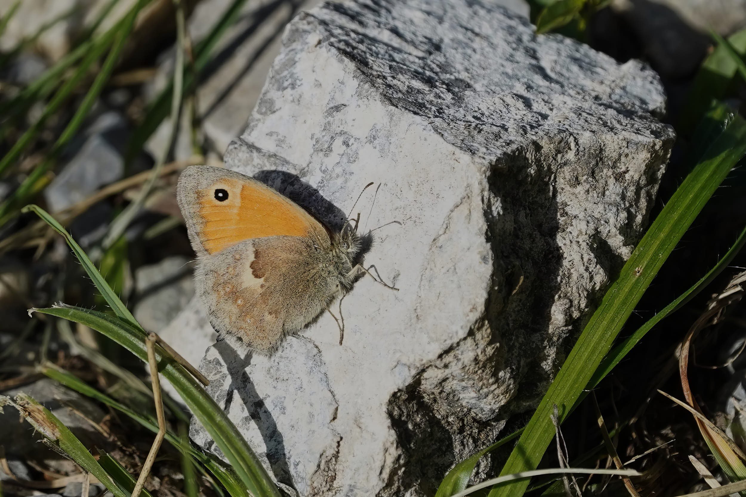 Grosses Wiesenvögelchen