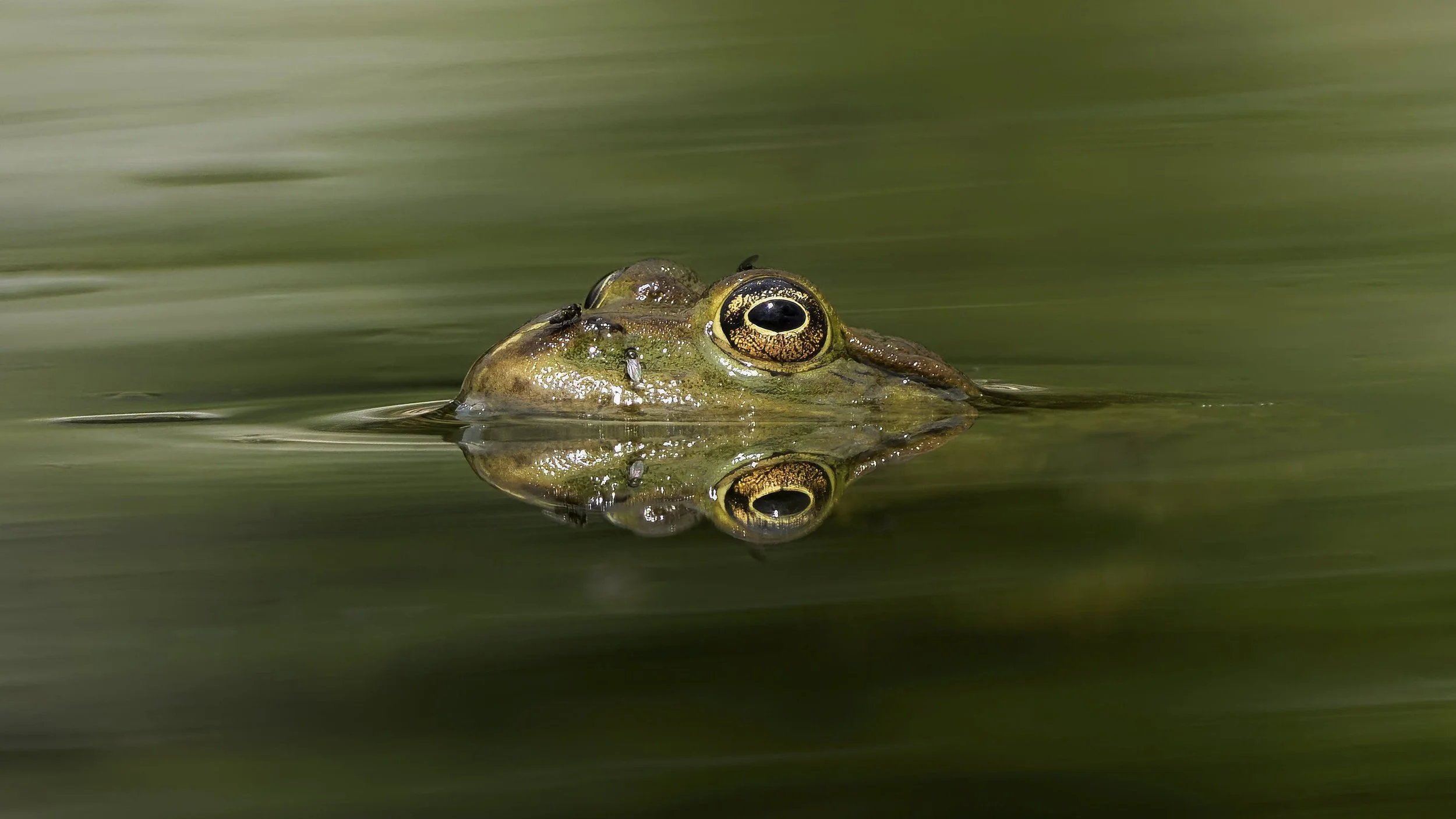 Seefrosch_DSC06417 1_t - Kopie.jpg
