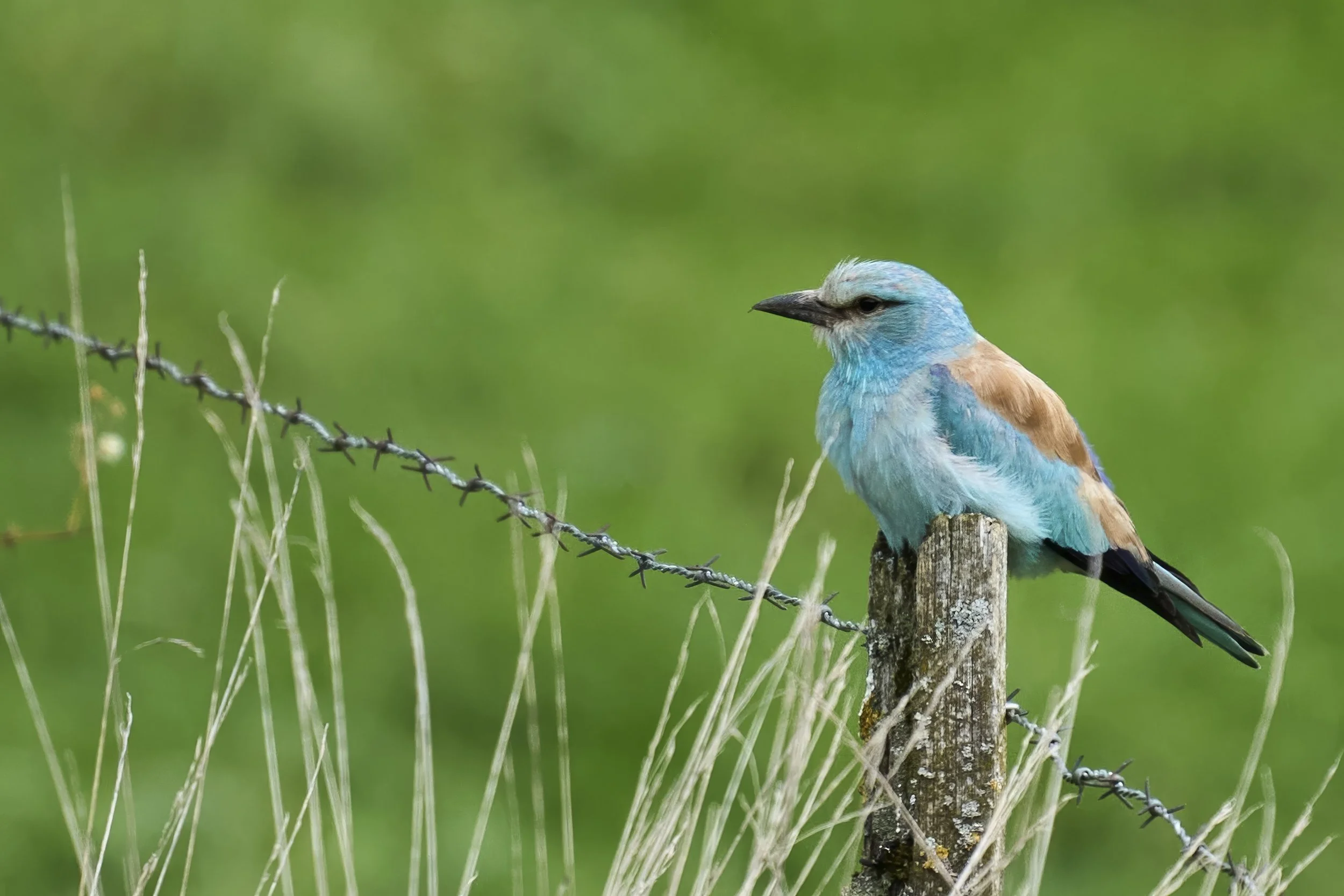 Blauracke (seltener Durchzügler)