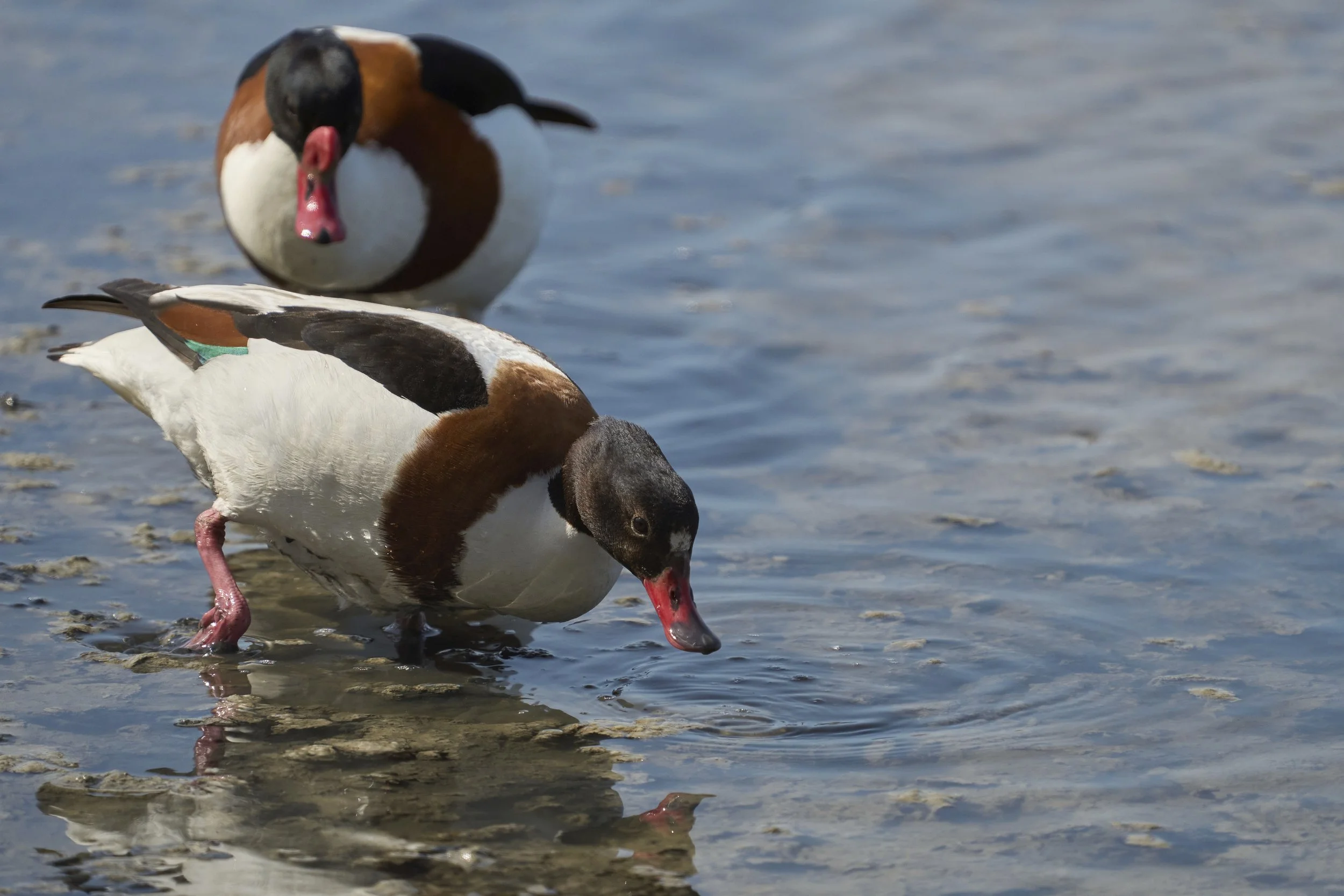 Brandgans (Durchzügler und Wintergast)