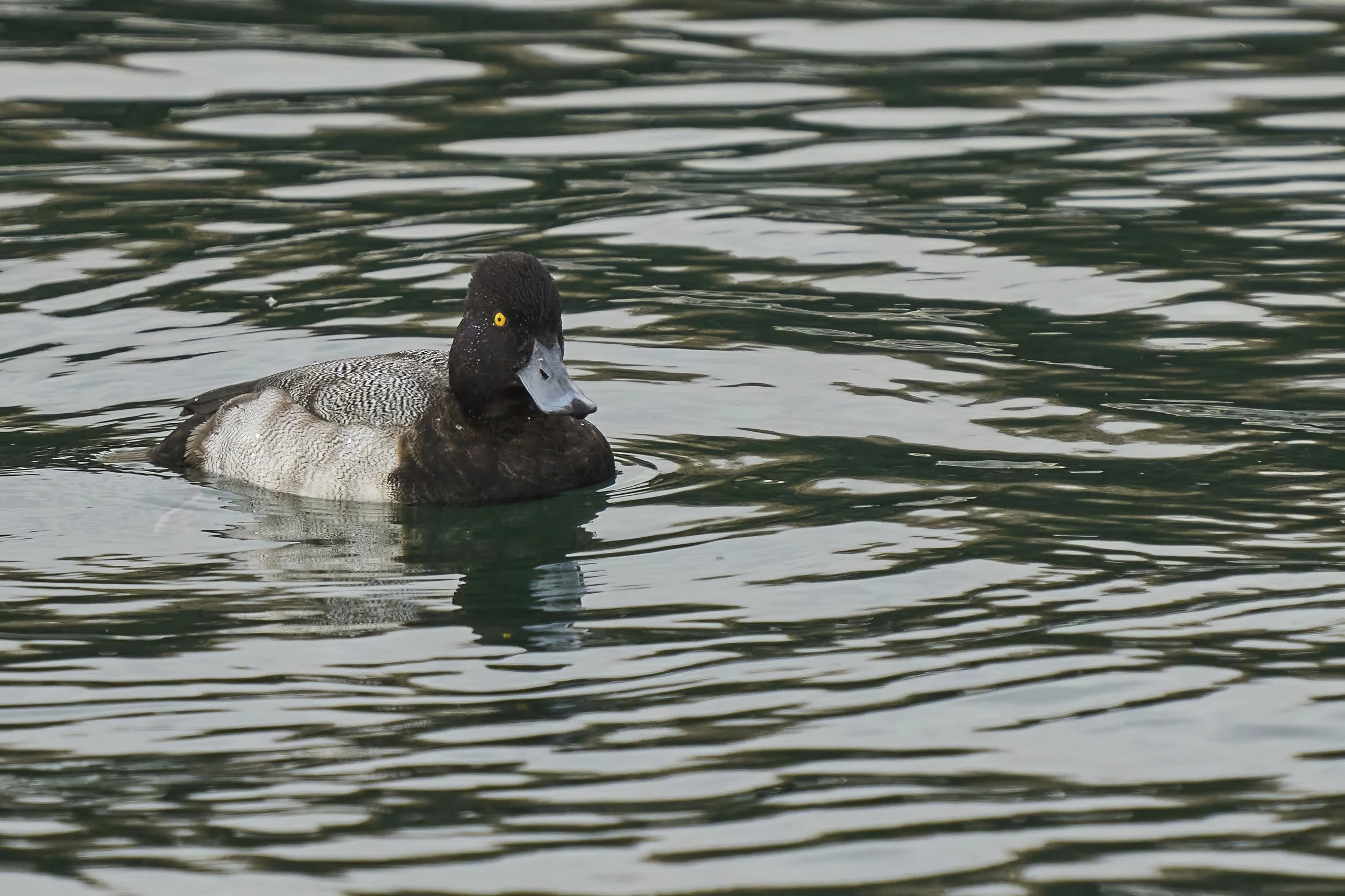 Kanadische Bergente (durch Sturm verdriftet)