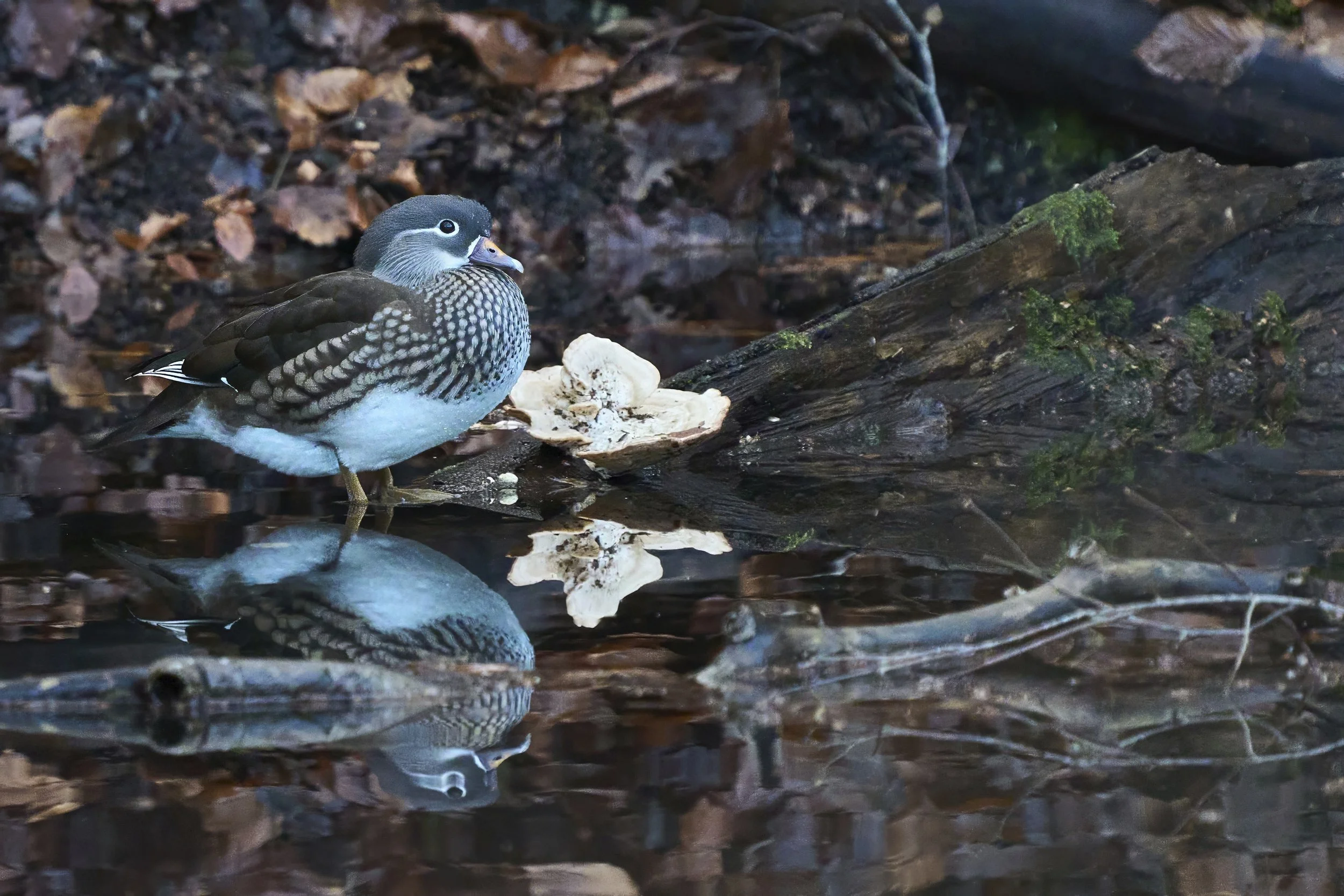 Mandarinente w (Neozoon)