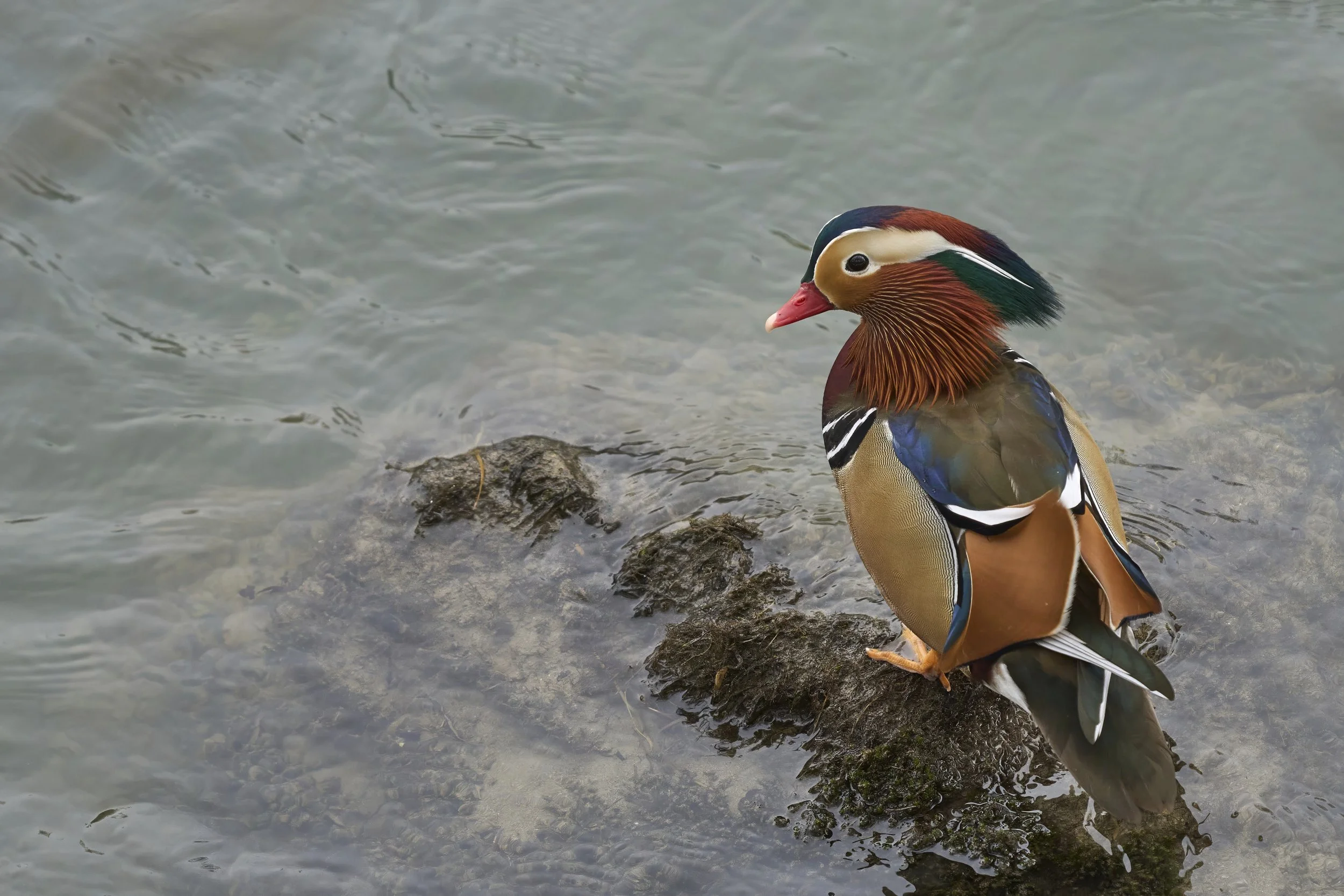 Mandarinente m (Neozoon)