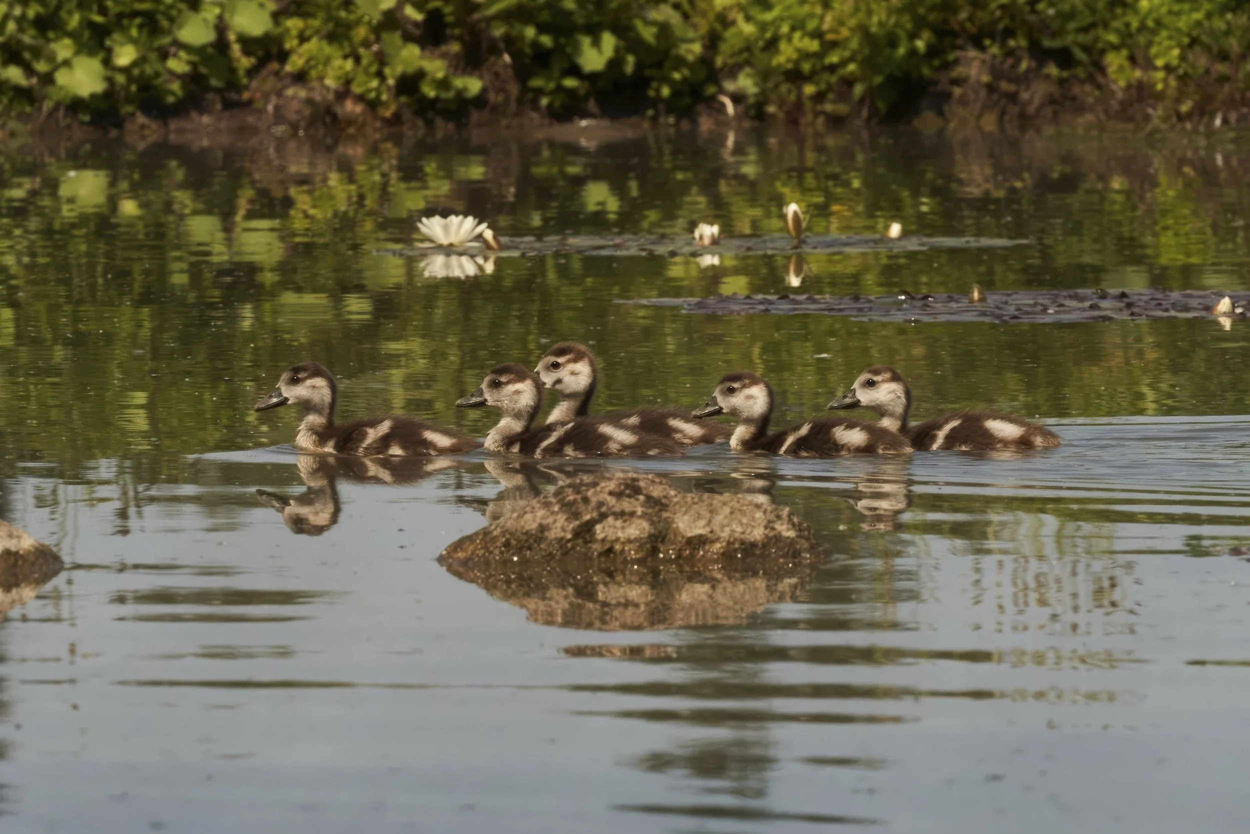 Nilgans juv (Neozoon)