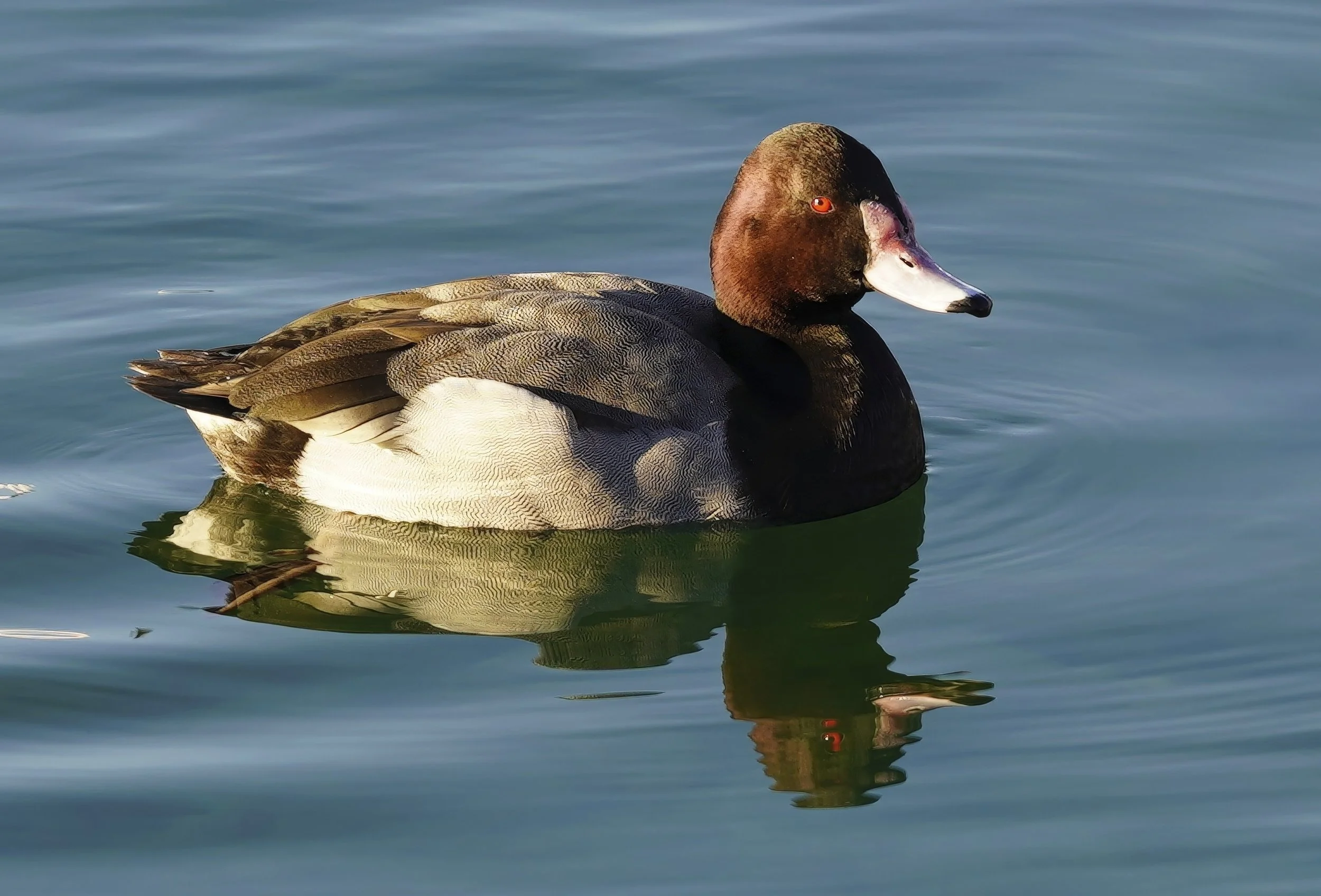 Rosaschnabelente (Gefangenschaftsflüchtling)