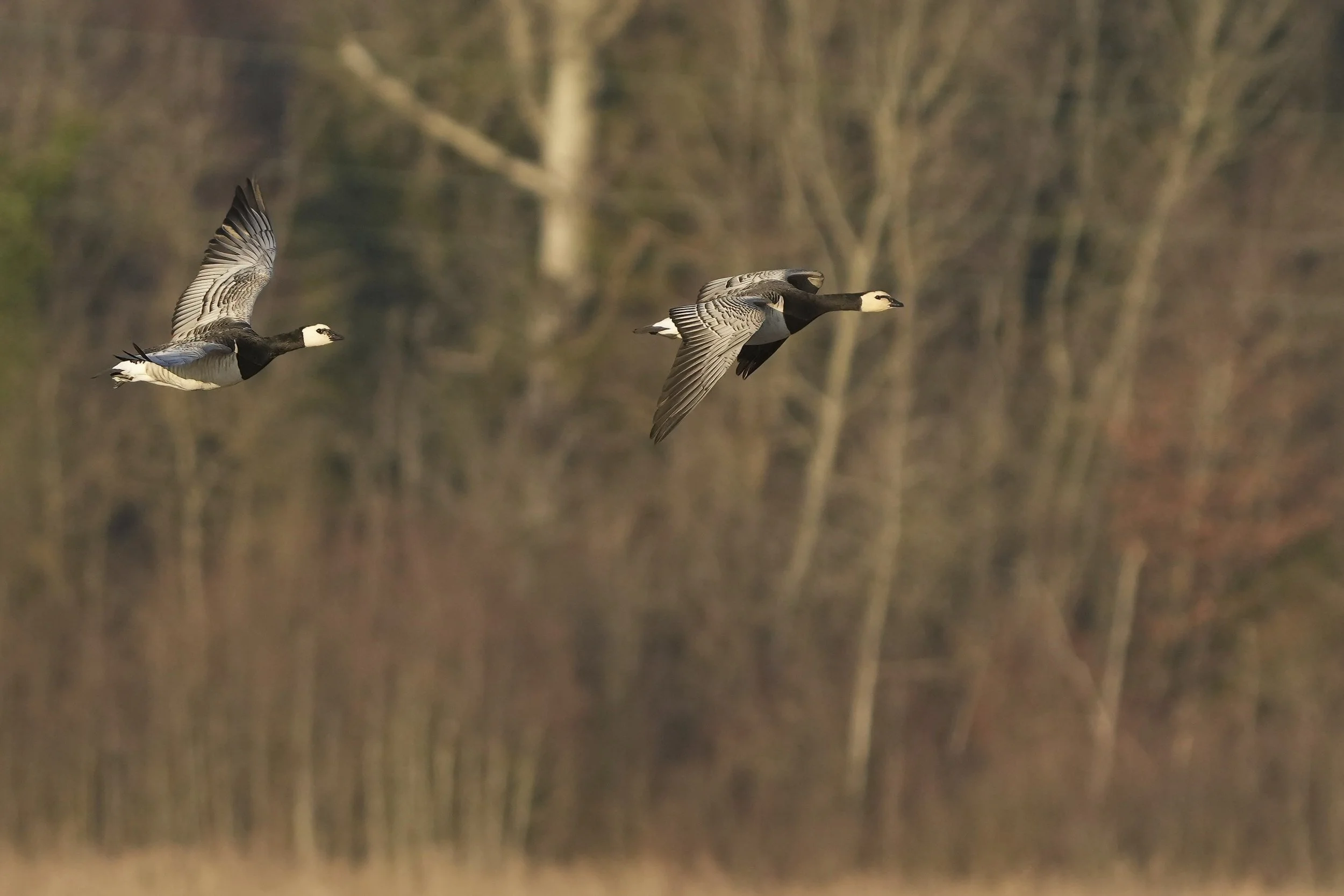 Weisswangengans (seltener Wintergast)