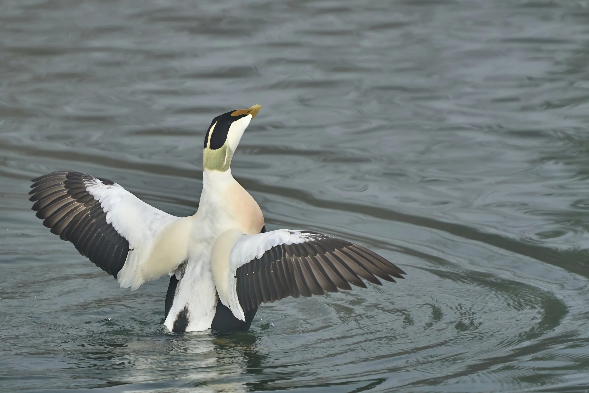 Neozoen und Irrgäste