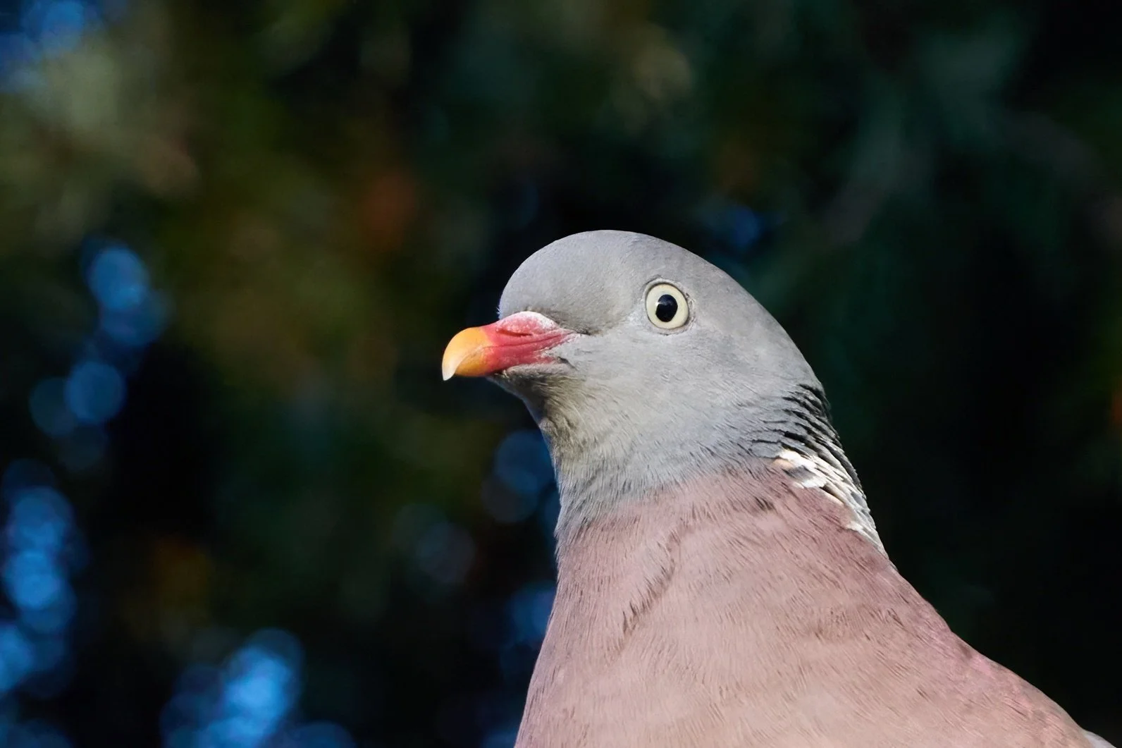 Evolution   I  Vogelschnäbel