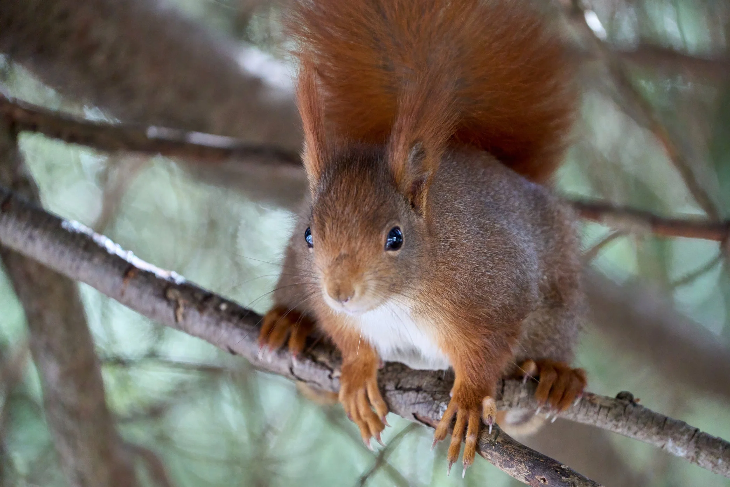 Eichhörnchenweg Arosa