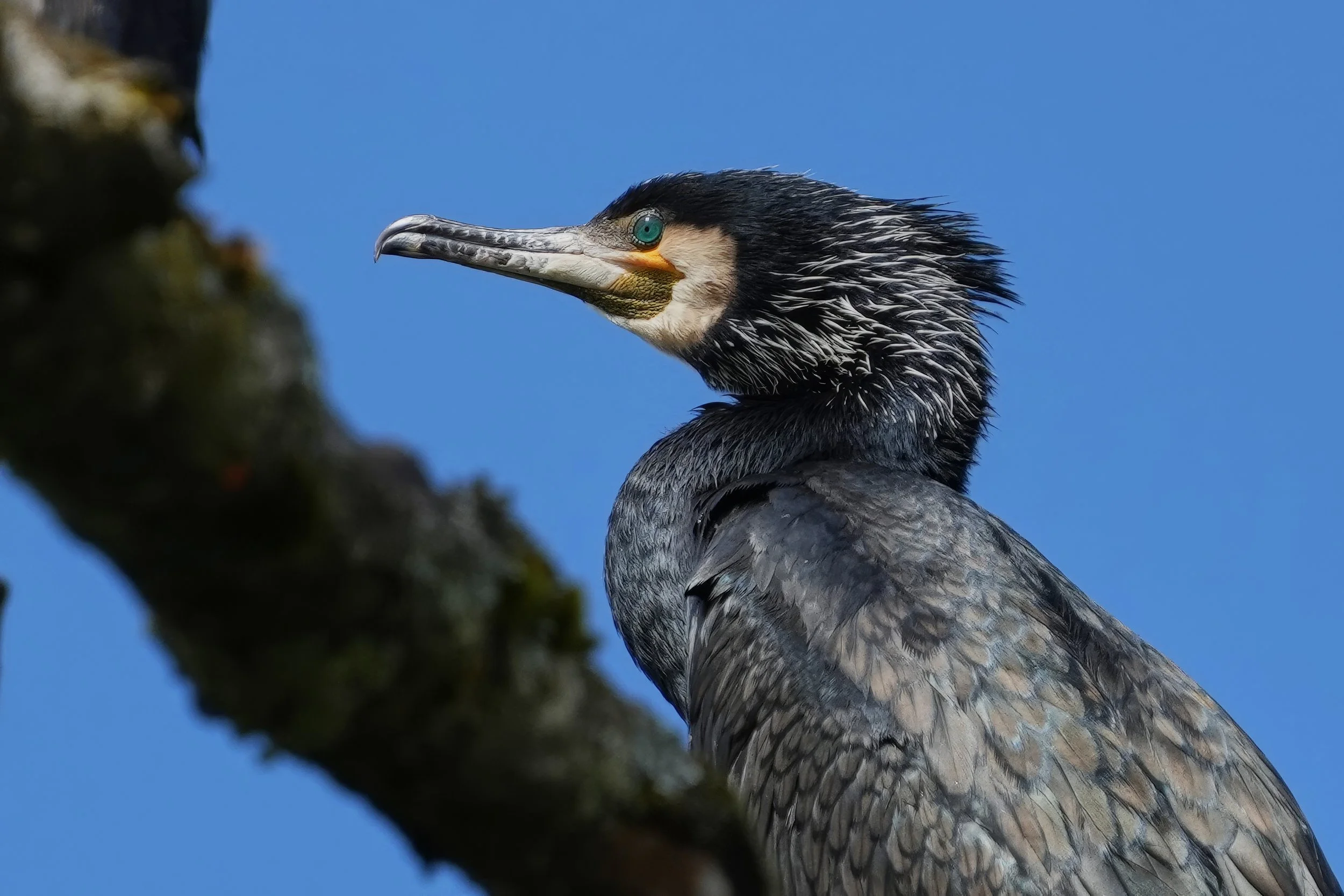 Kormoran_DSC02074 1_t.jpg