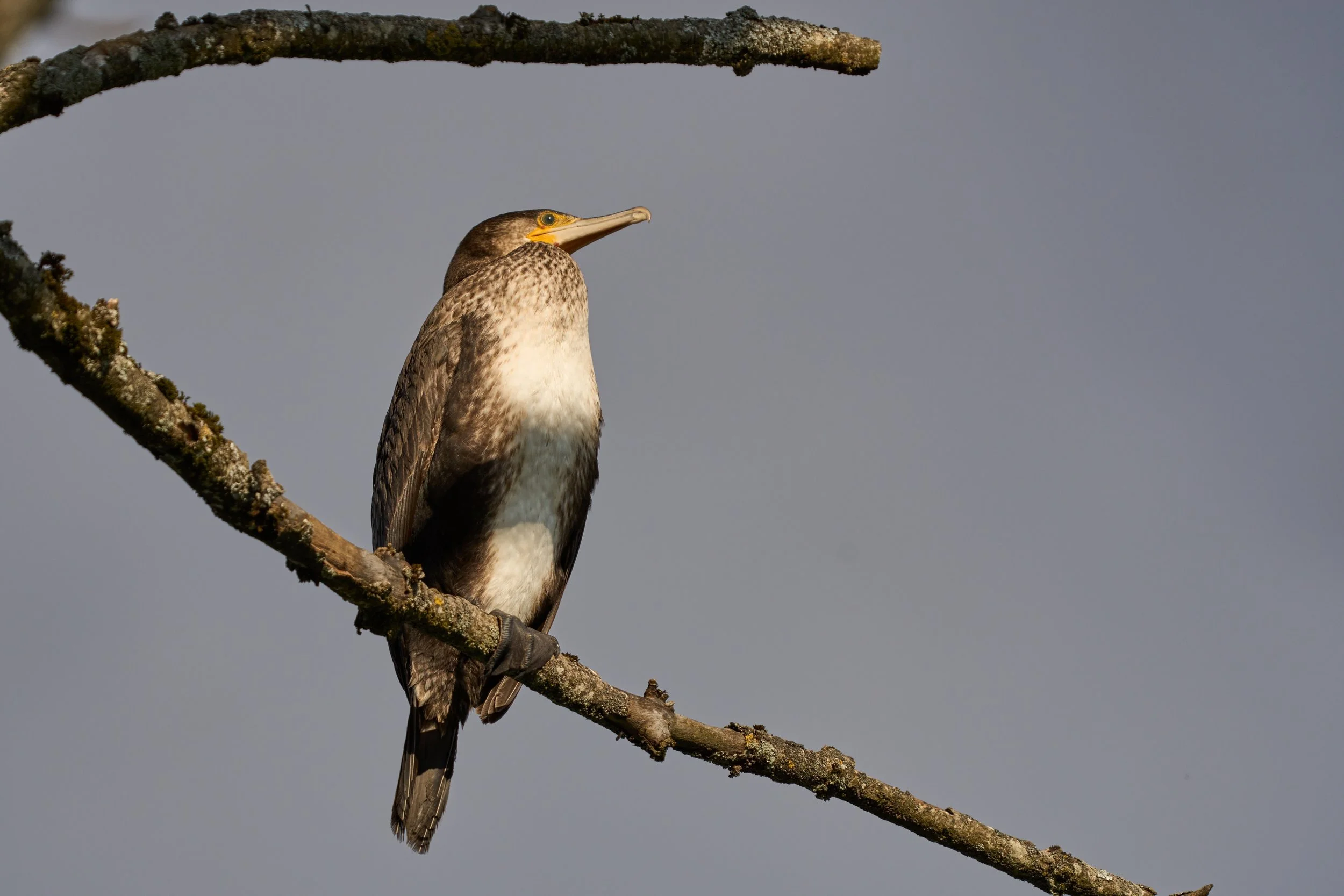 Kormoran_DSC03711_t.jpg