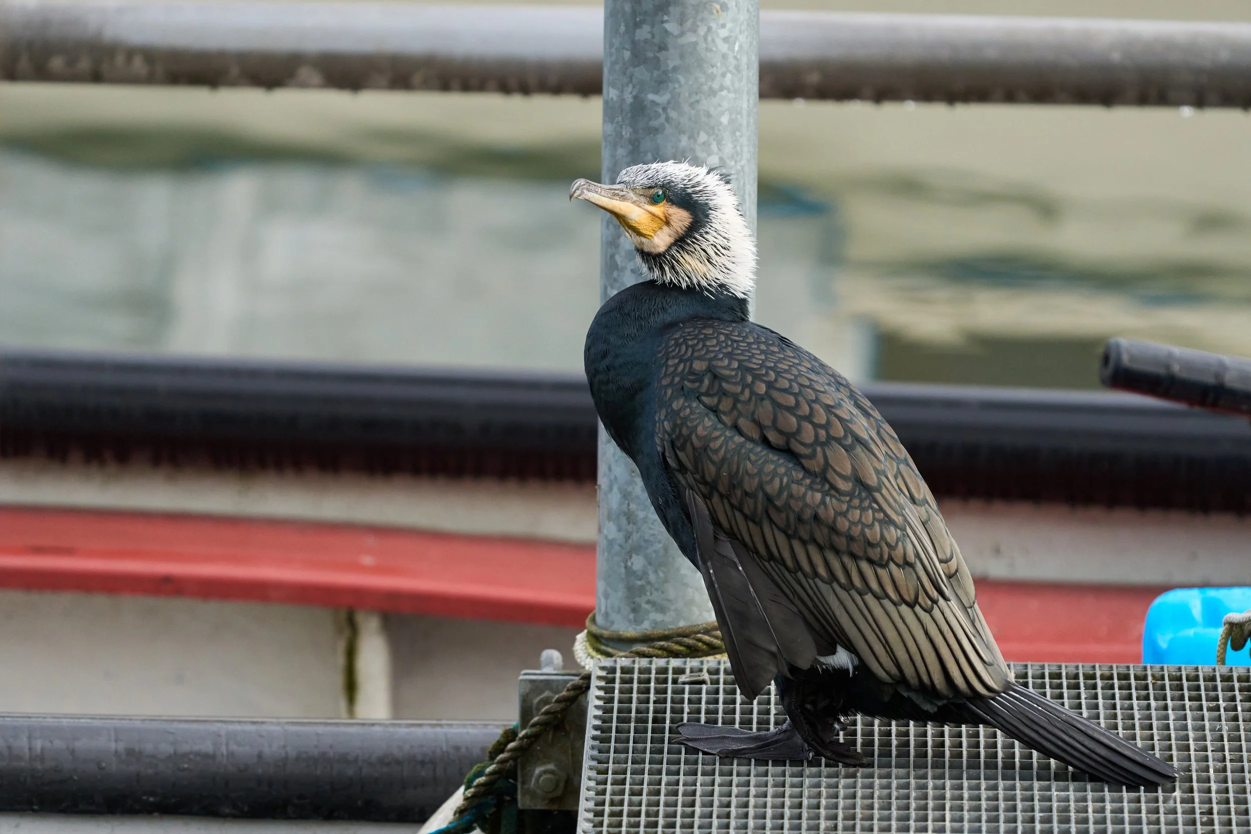 Kormoran_DSC04861.jpg
