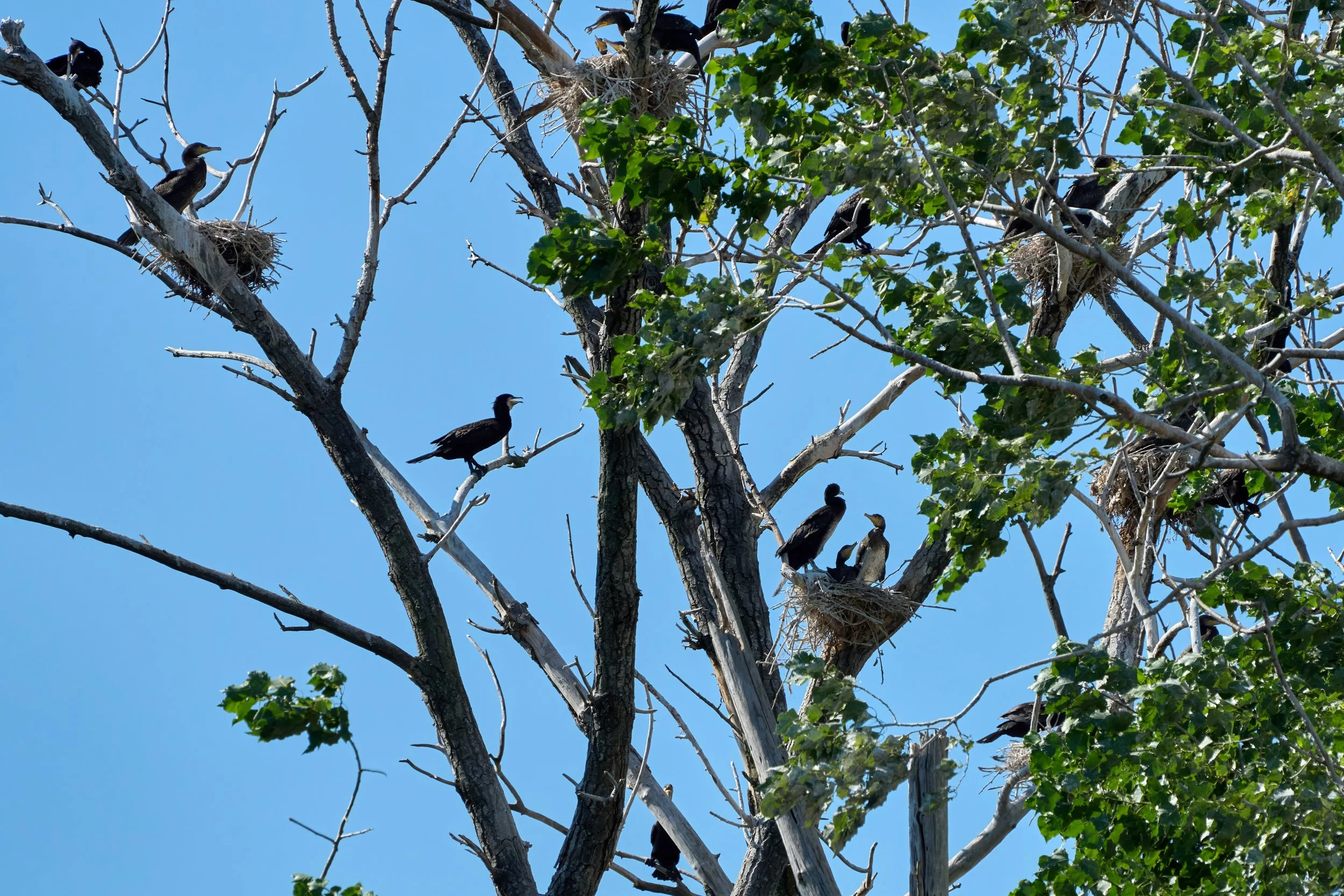 Kormoran_DSC08631_t.jpg