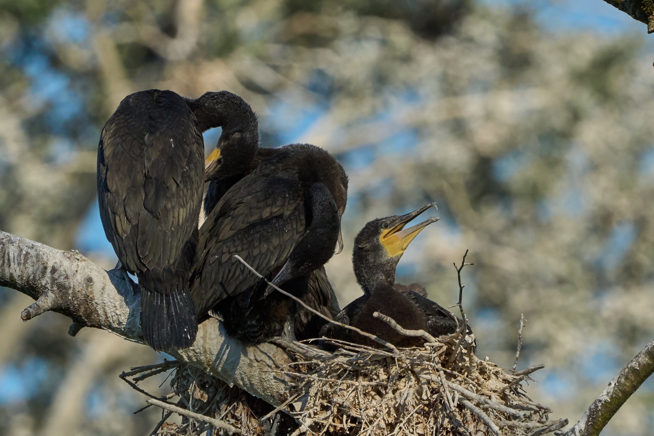 Kormoran_DSC08782_t.jpg