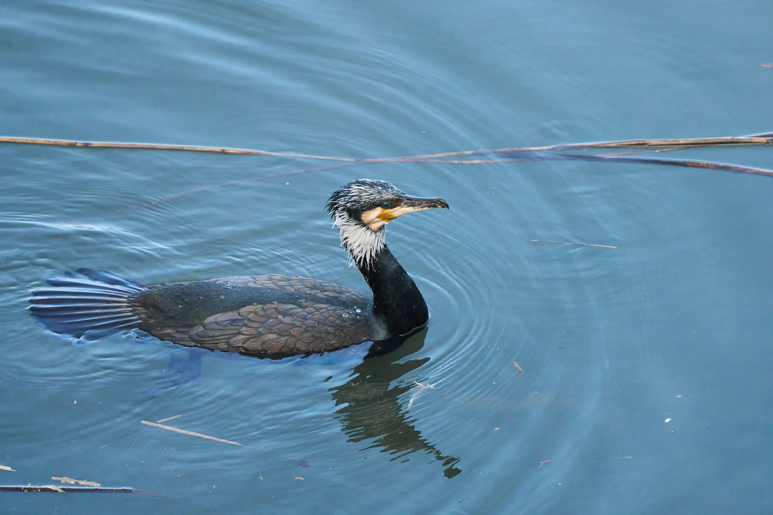 Kormoran_DSC06058_t.jpg