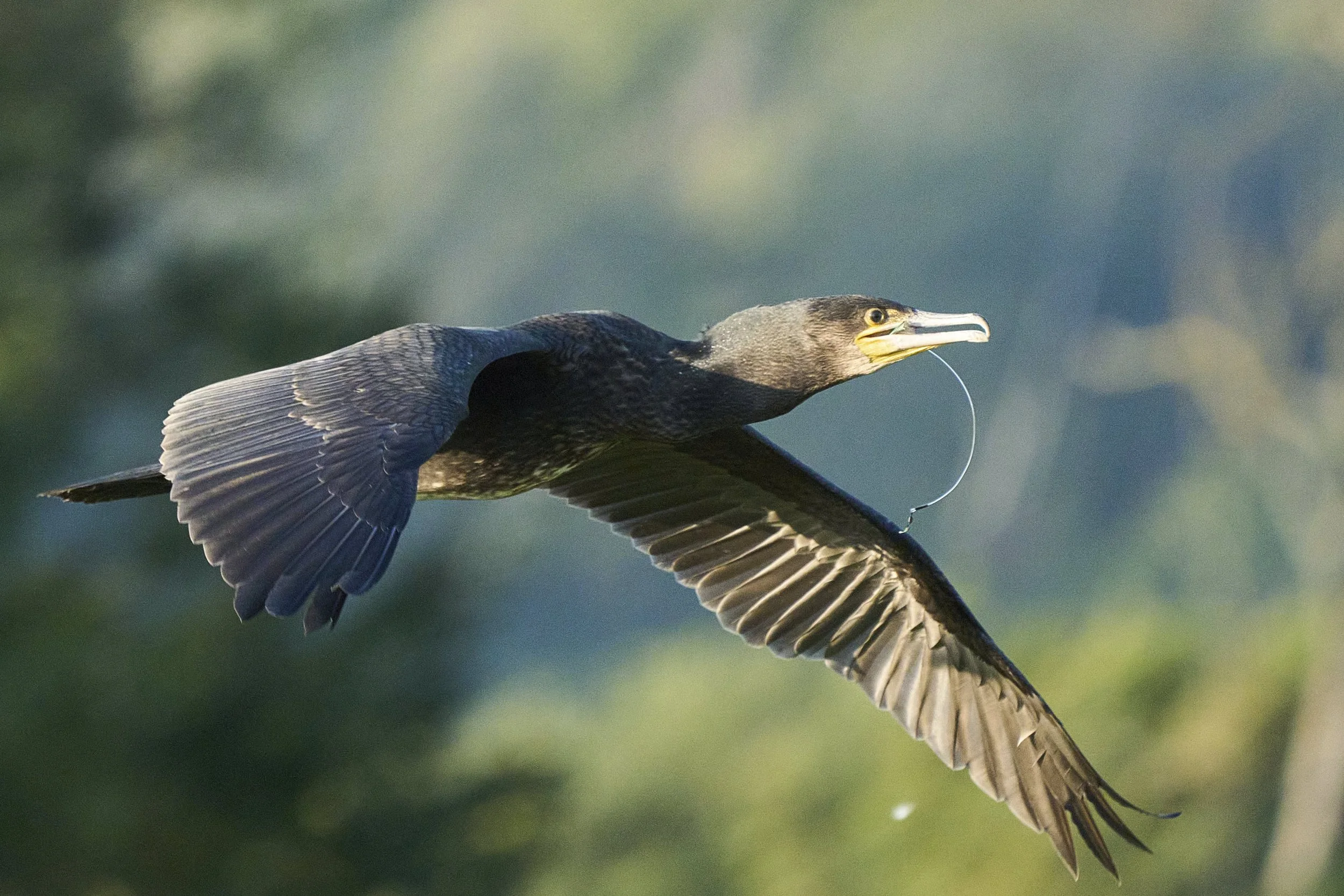 Kormoran_DSC06163.jpg