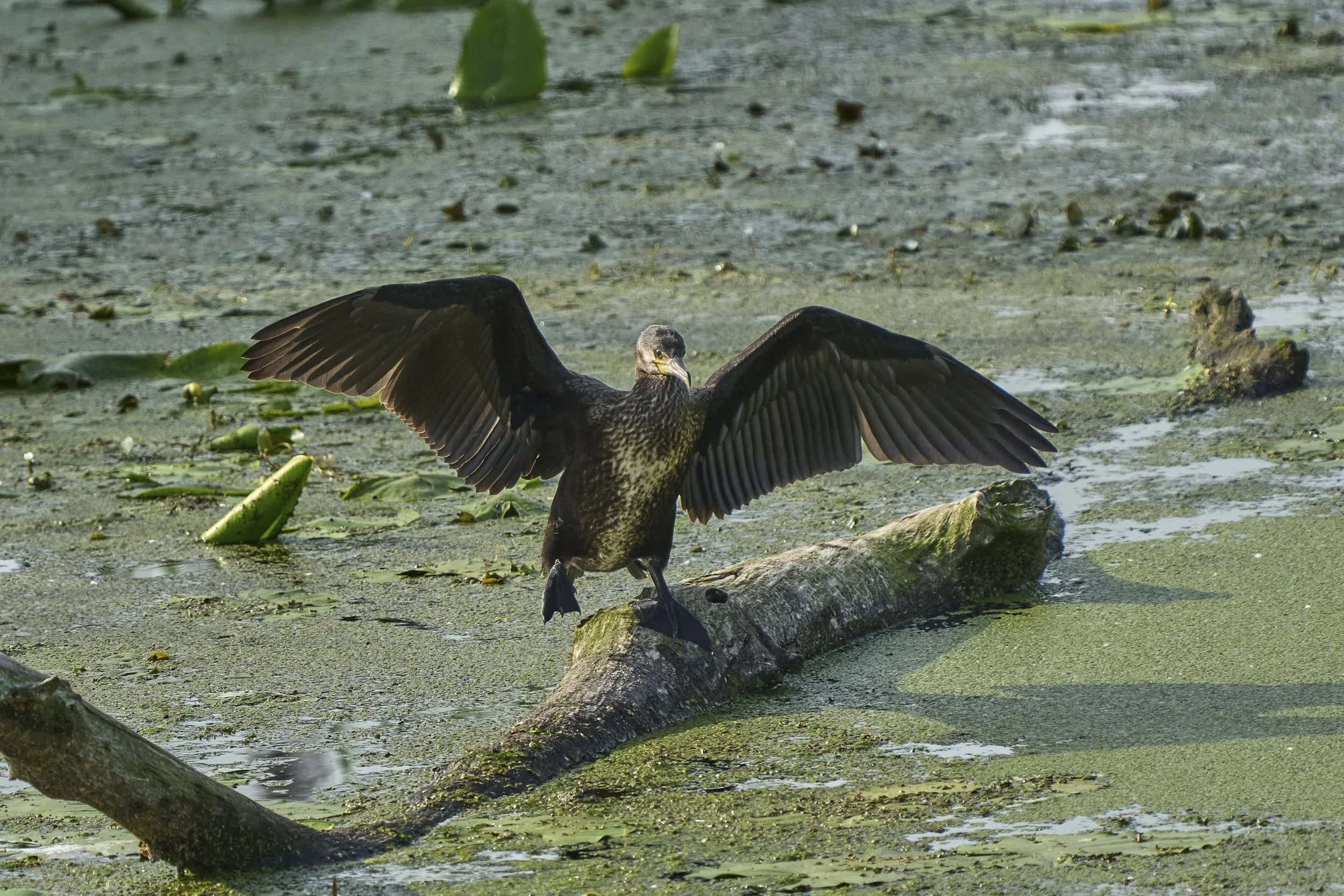 Kormoran_DSC01412_t.jpg
