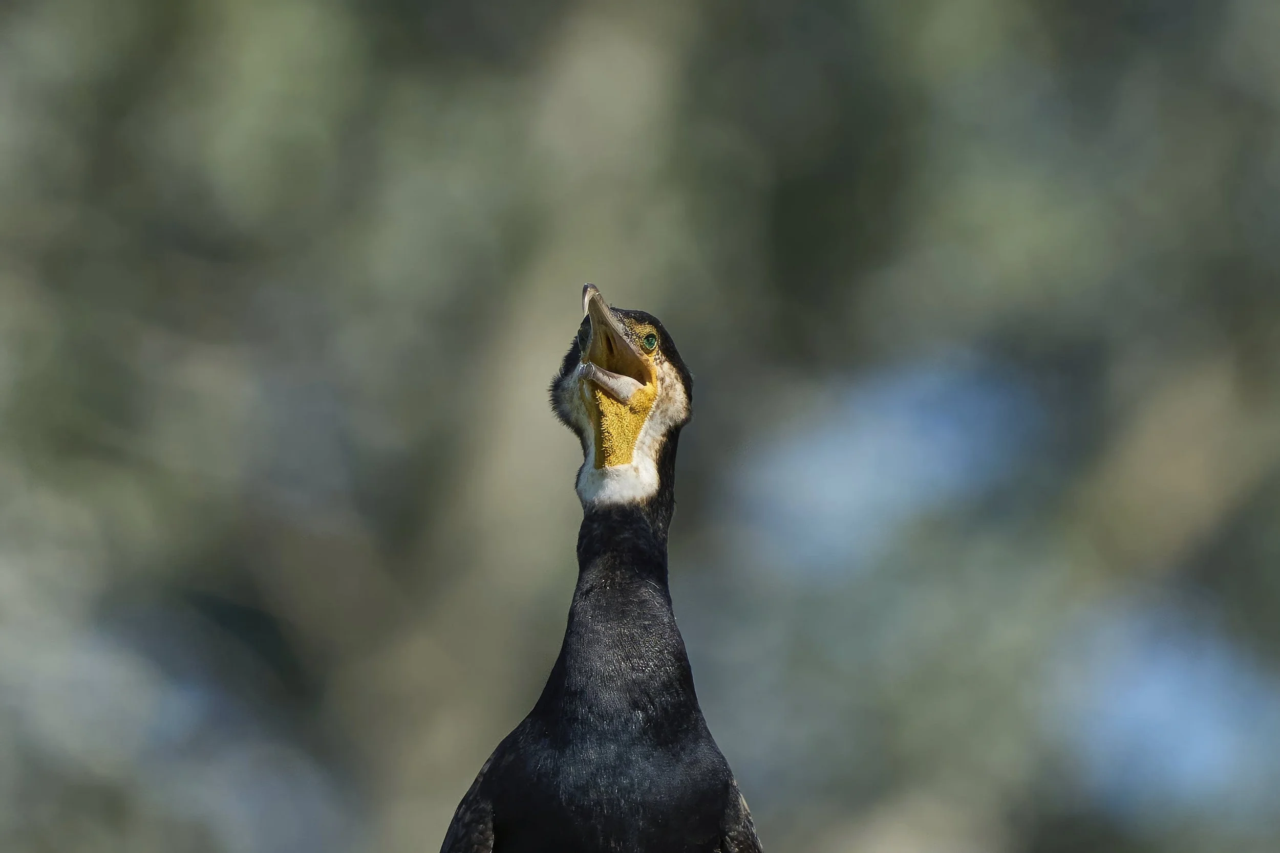 Kormoran_DSC08677_t.jpg