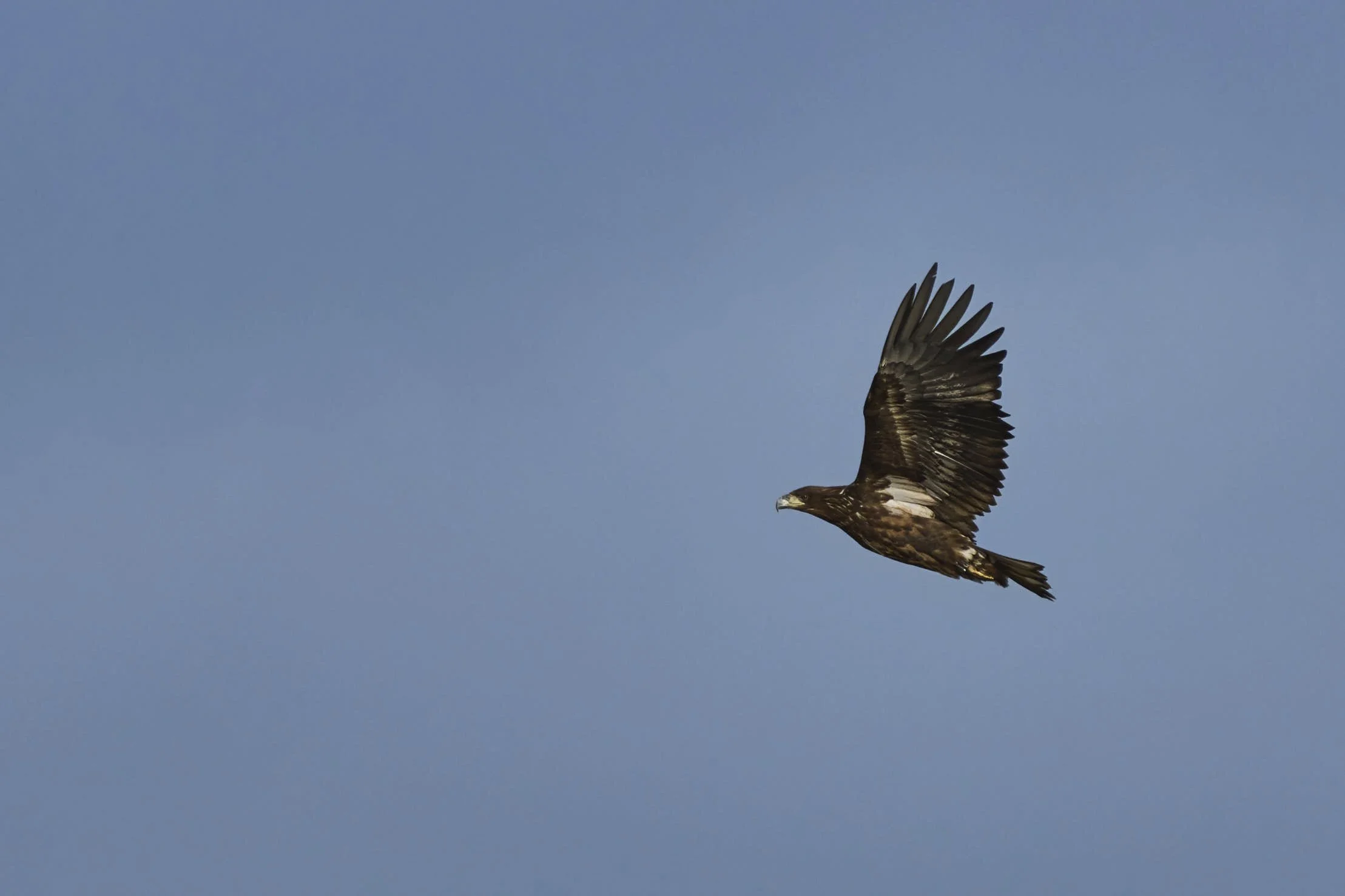 Seeadler_DSC04323.jpg