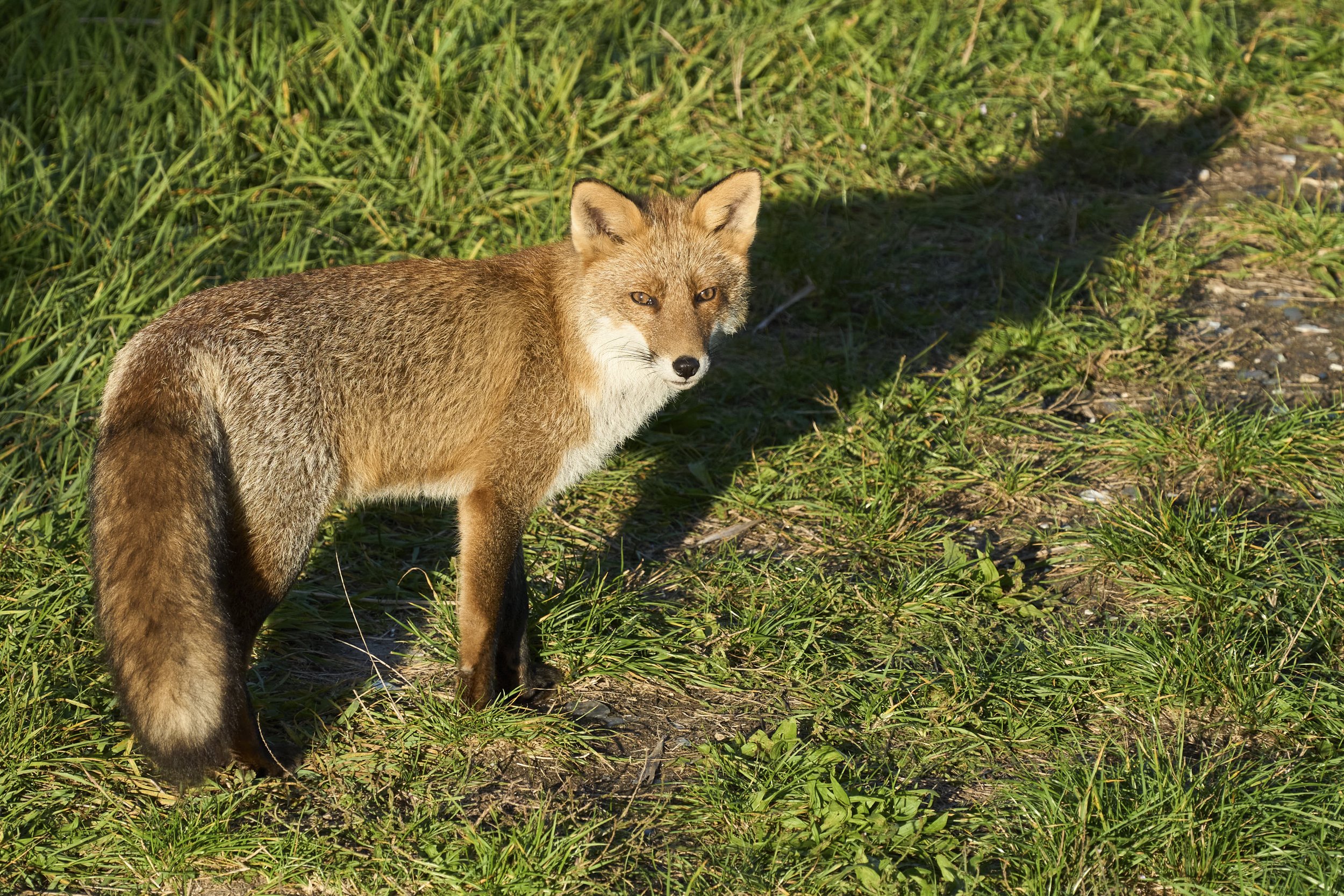Fuchs_DSC02830.jpg