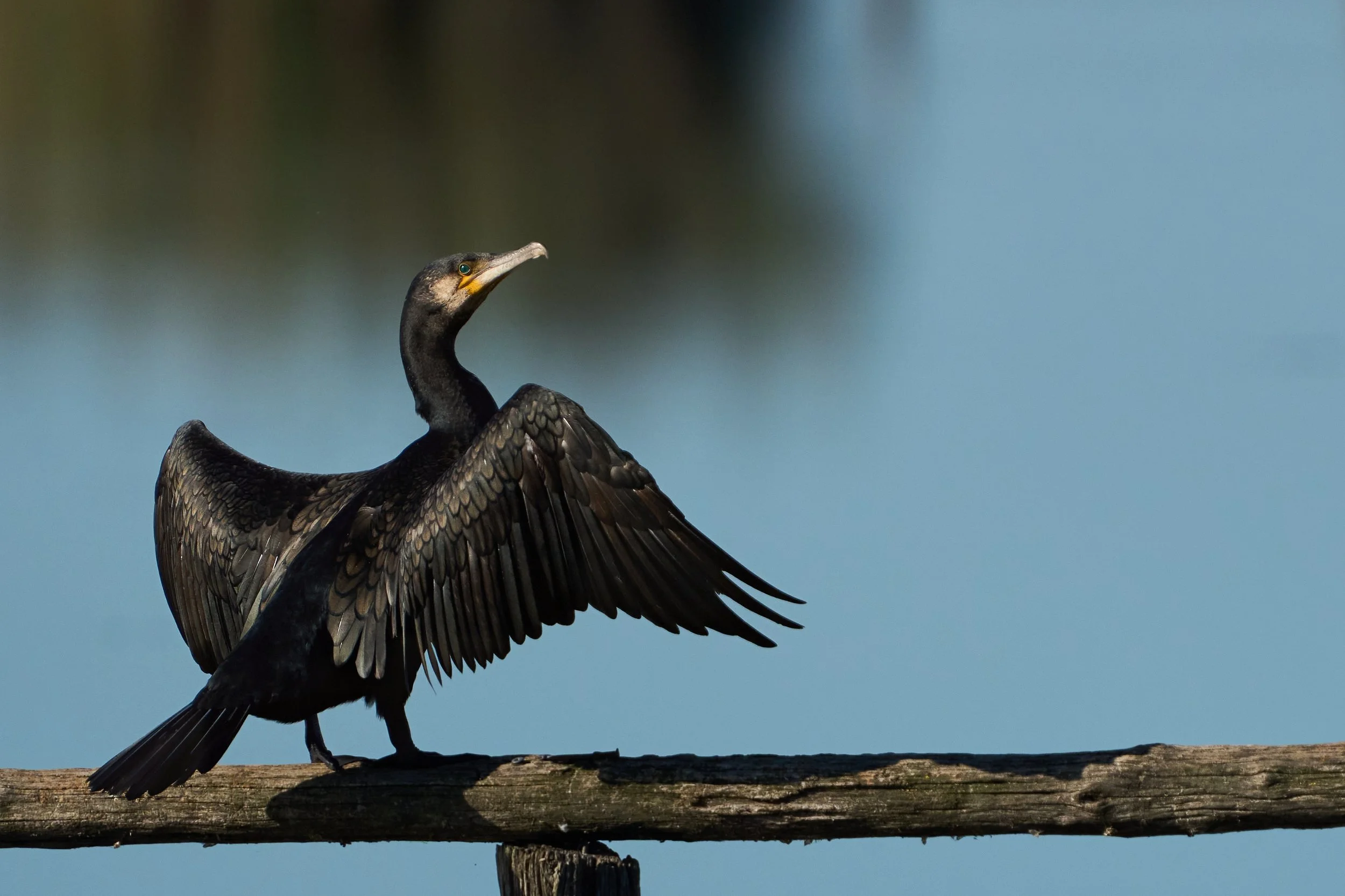 Der Kormoran - Bedrohung für unsere Fischbestände?