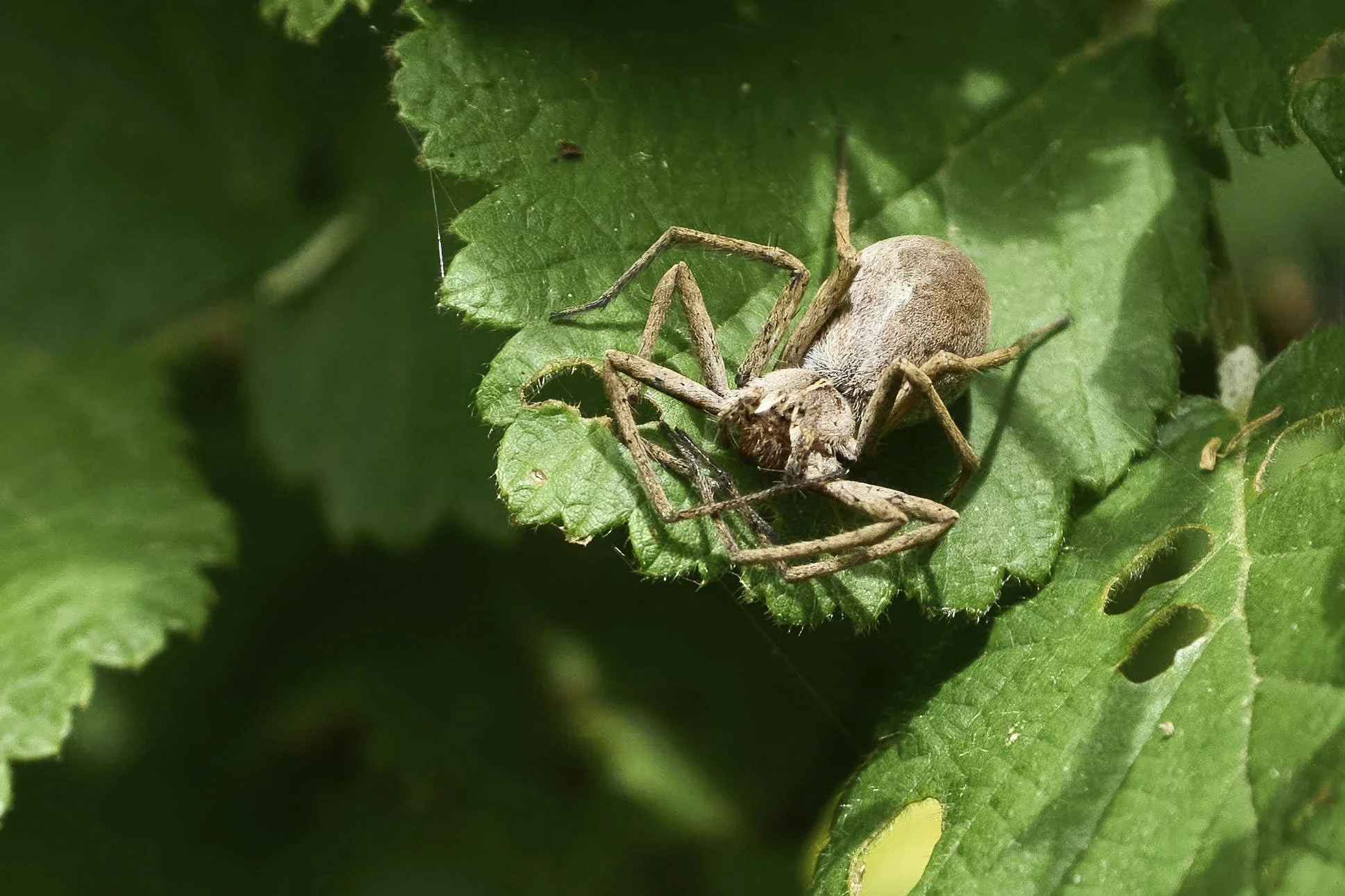 Listspinne_DSC04628_t.jpg