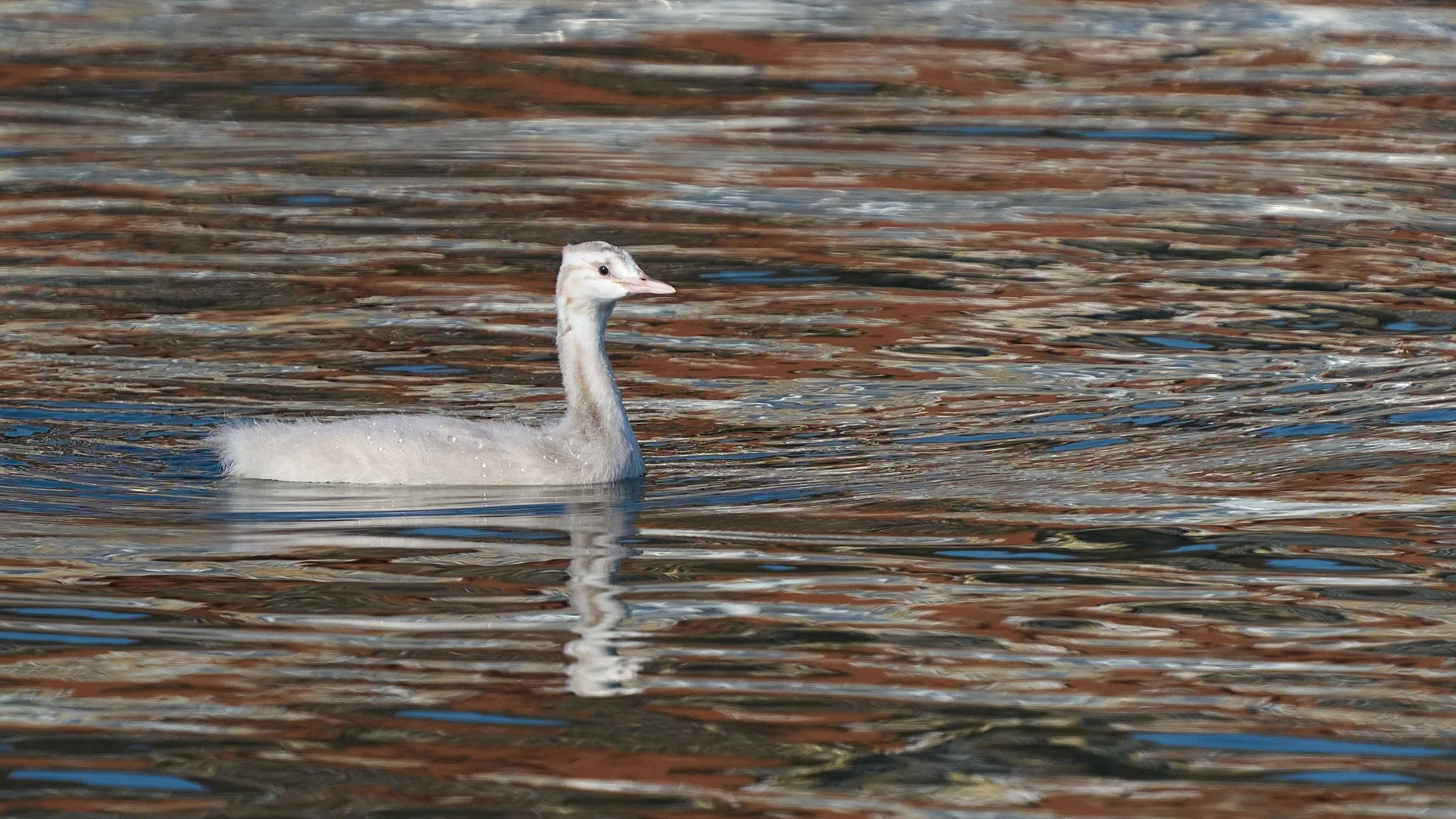 Haubentaucher juv., mit Leuzismus (Gendefekt)