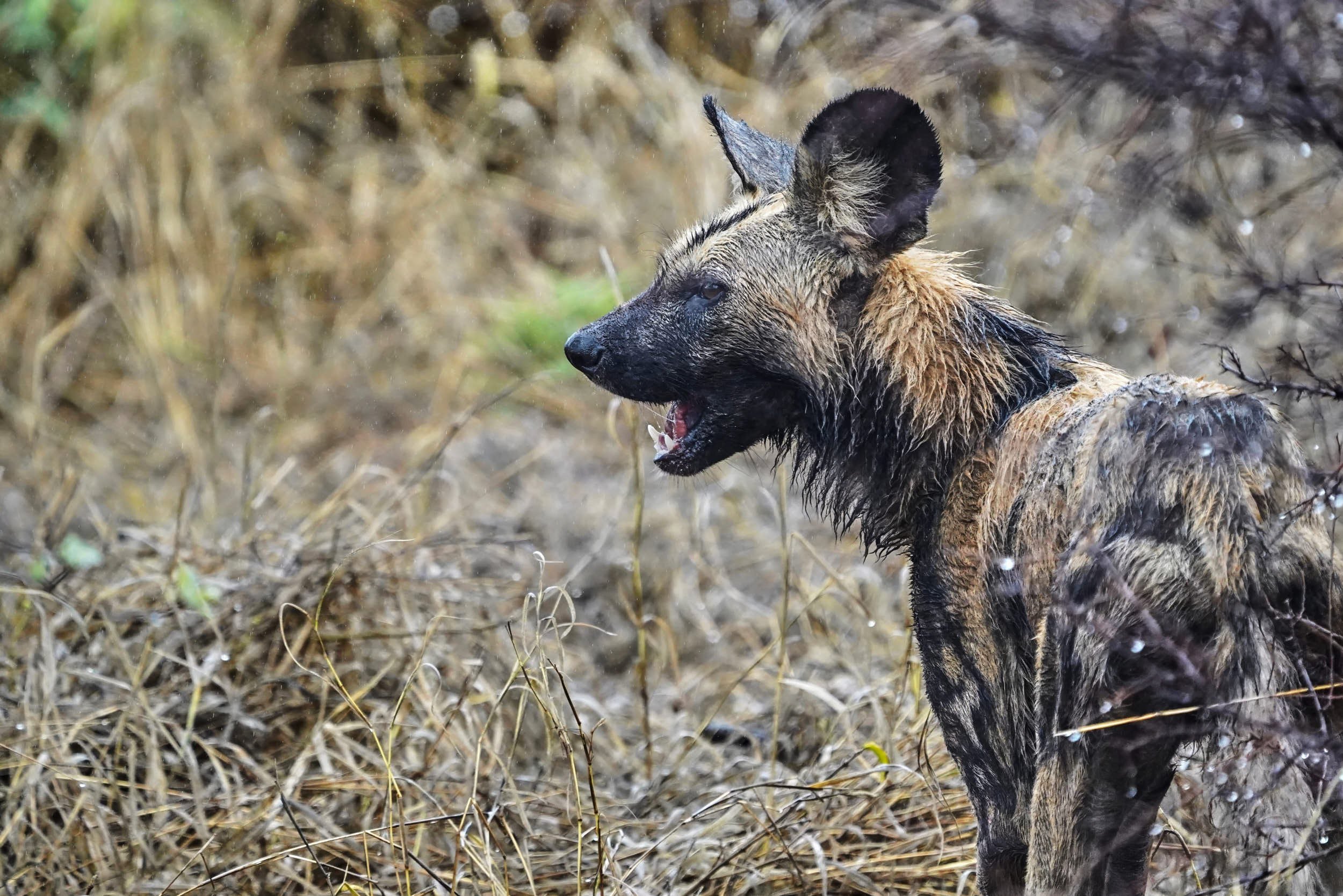 Afrikanischer Wildhund